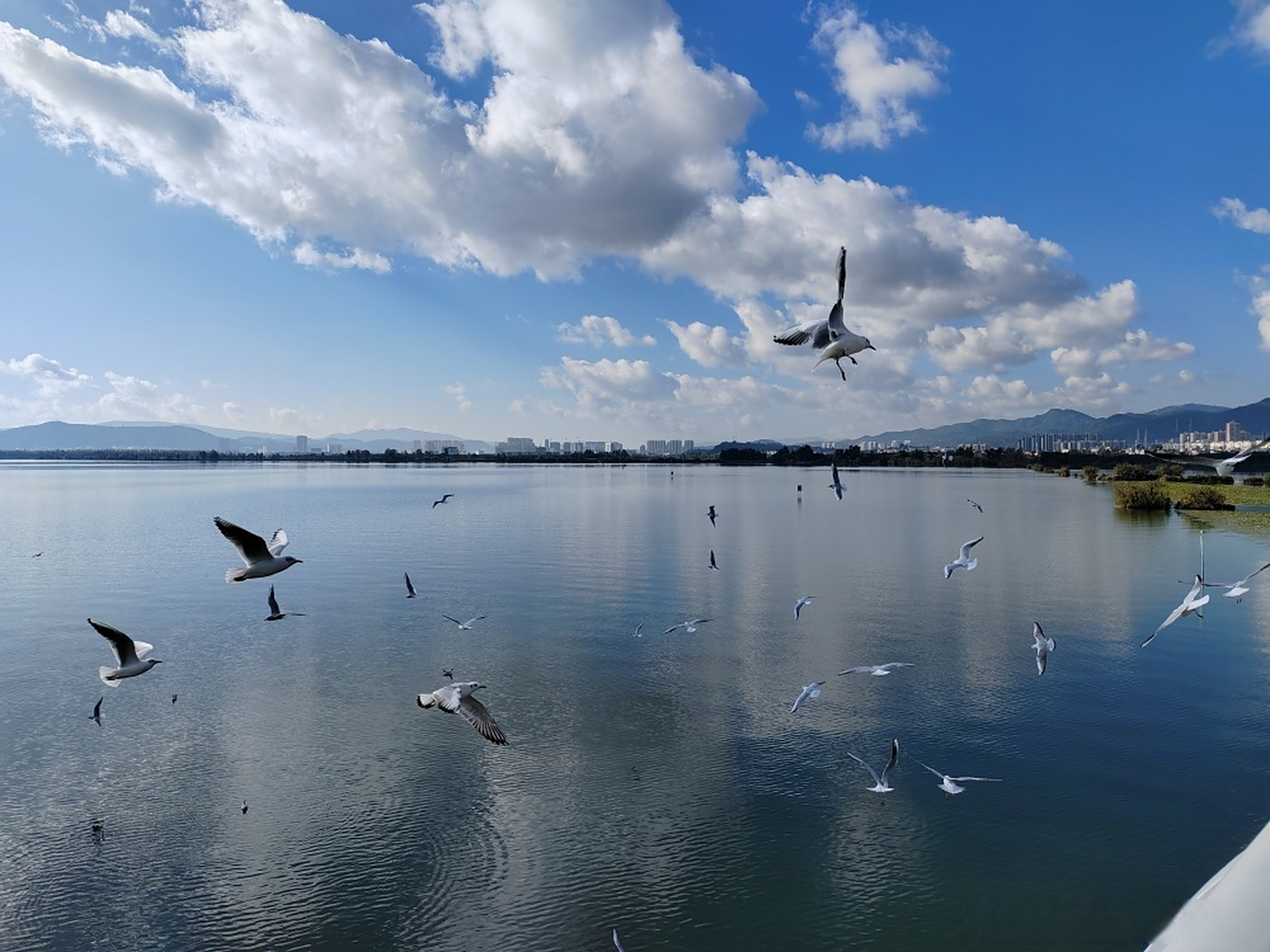 有一种叫云南的生活##滇池朋友圈#【晋宁开启最美环湖路观鸥季】炼