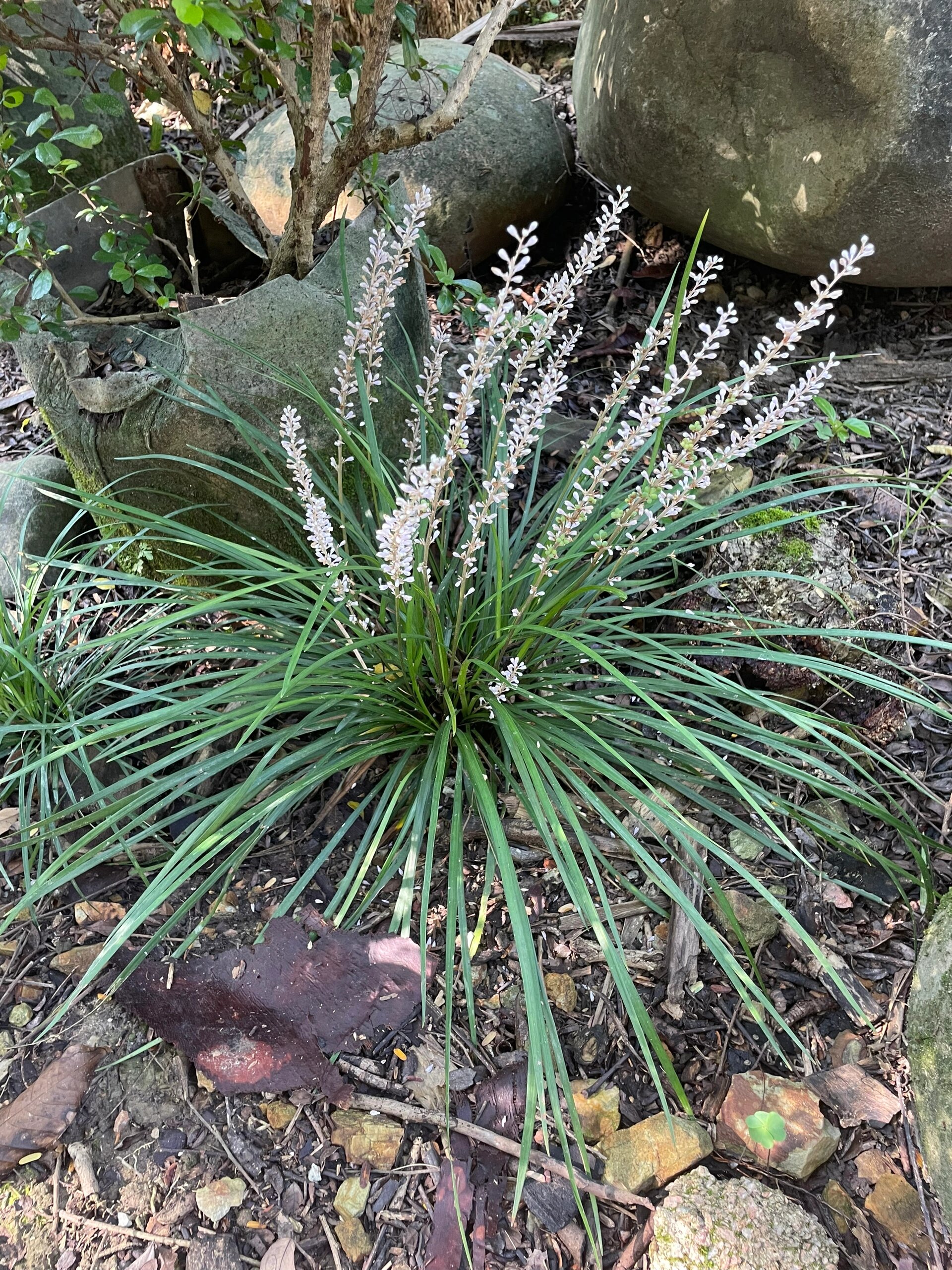 麦冬～野生麦冬