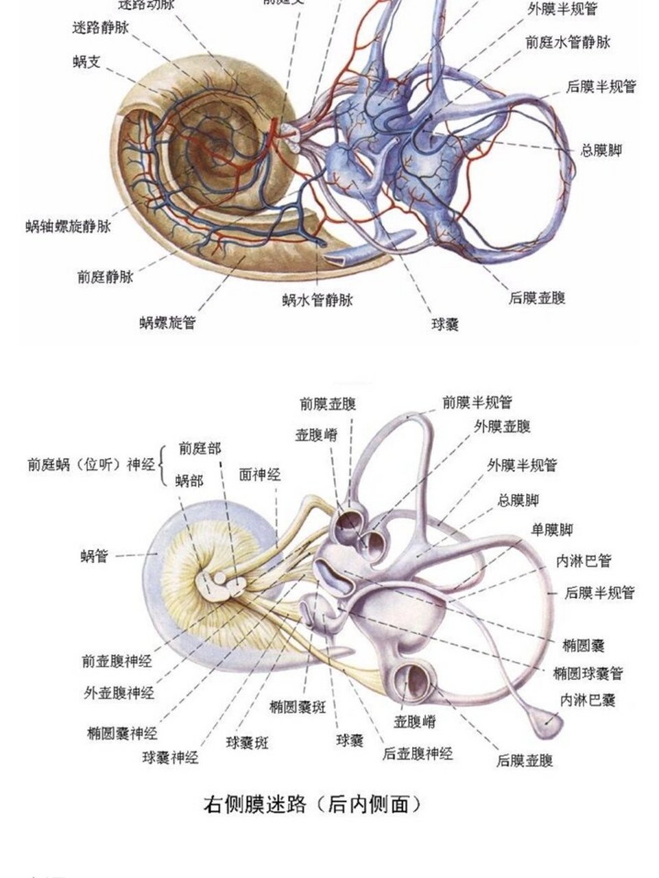 正常内耳道图片图片