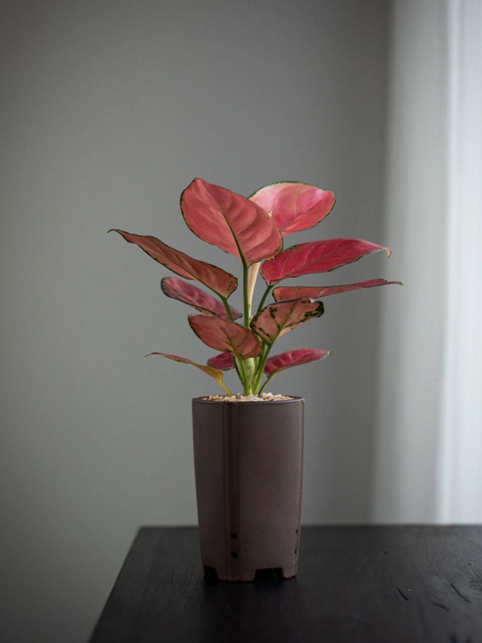 红叶的植物,自然的模样