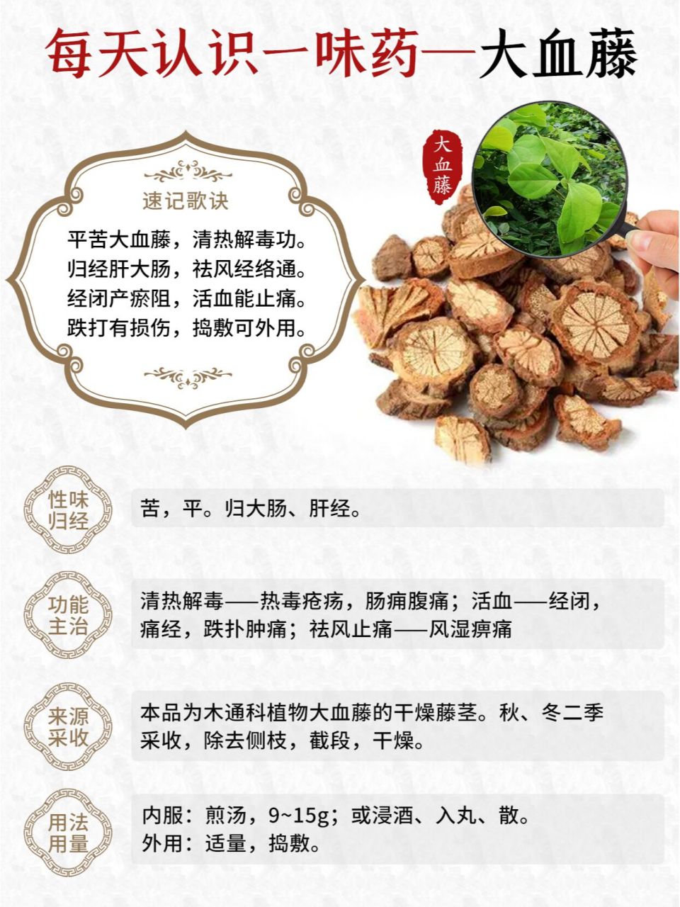 每天认识一味中药~大血藤 7815别名:血藤,红皮藤,千年健,大活血