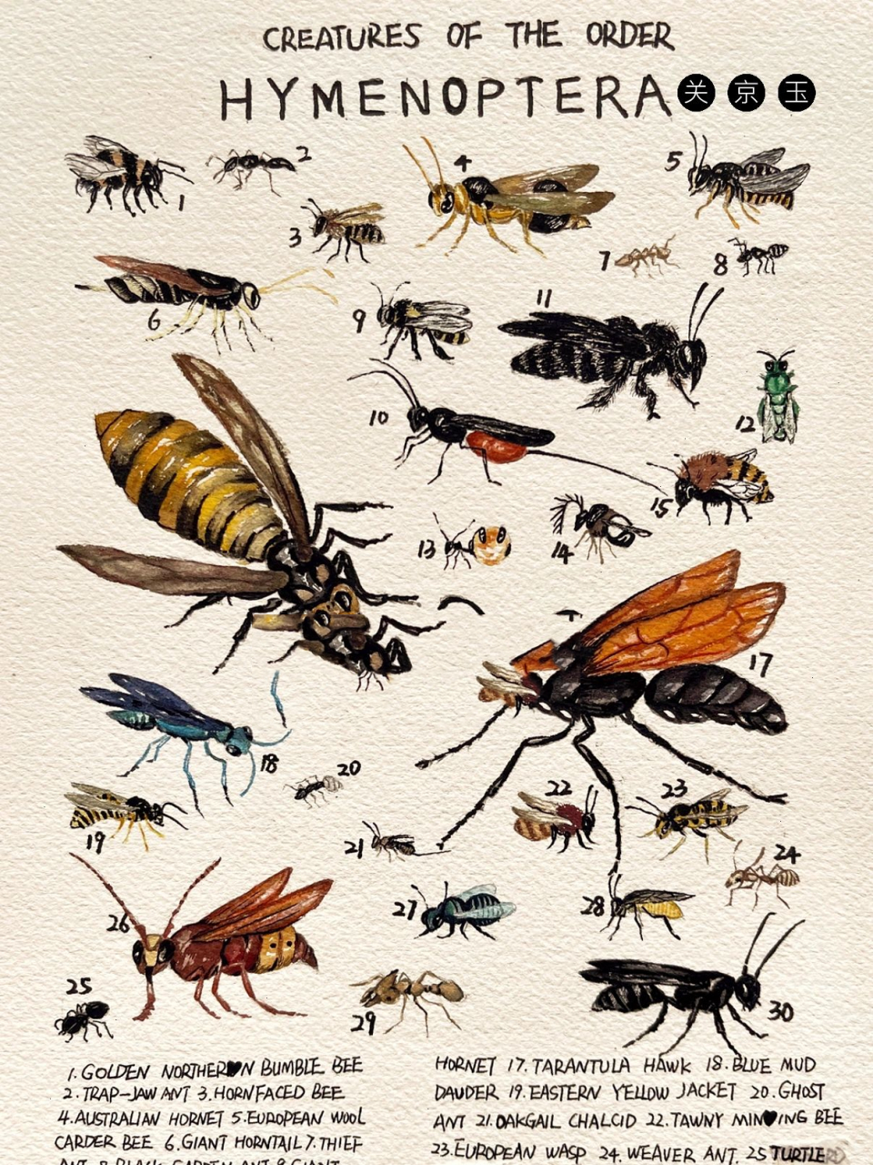 昆虫记图鉴5:膜翅目(hymenoptera) 膜翅目(拉丁学名:hymenoptera)是