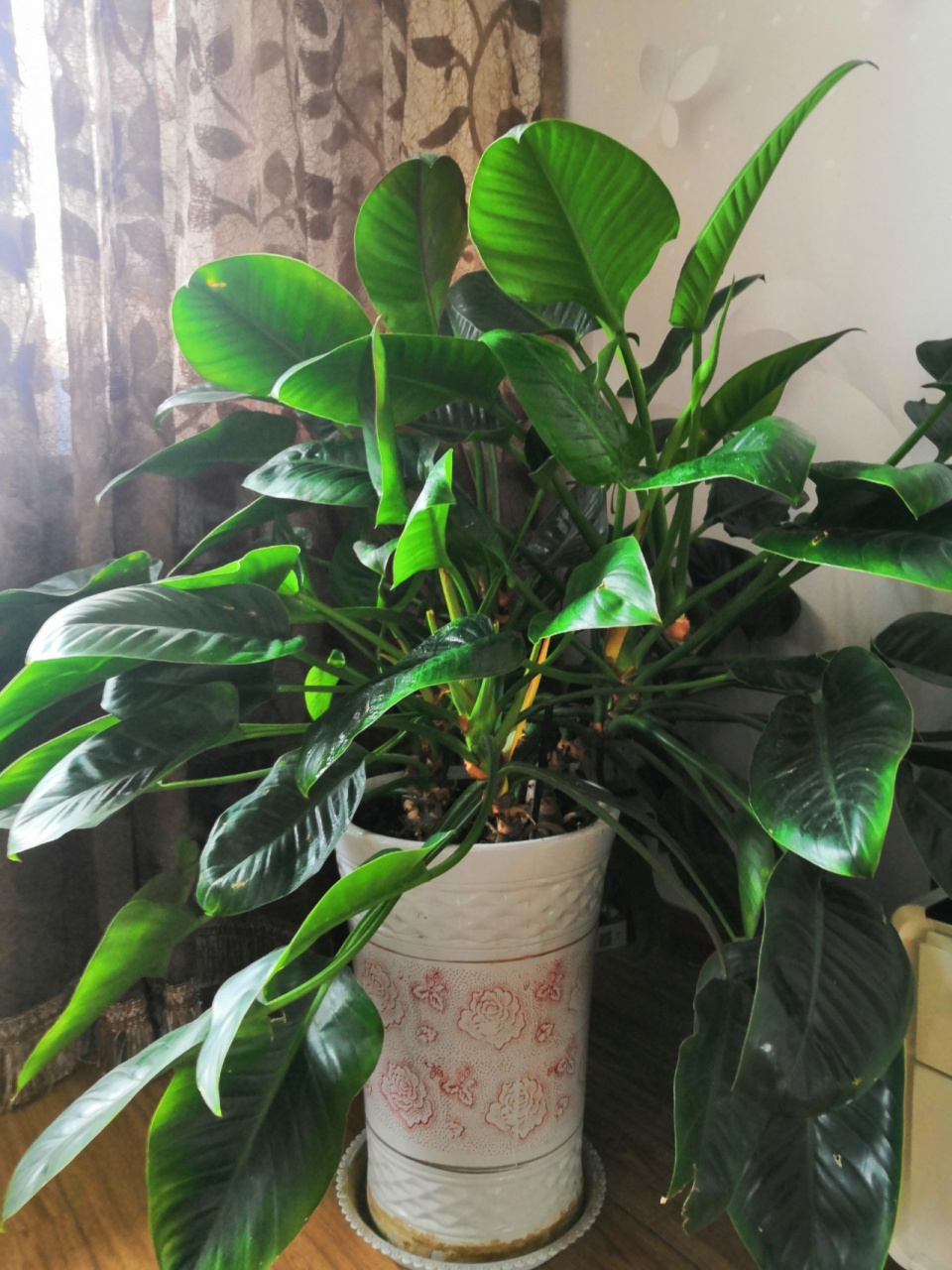 养了四年的大金钻,除了浇水,偶尔用浇点啤酒,也没试过肥,感觉和它很