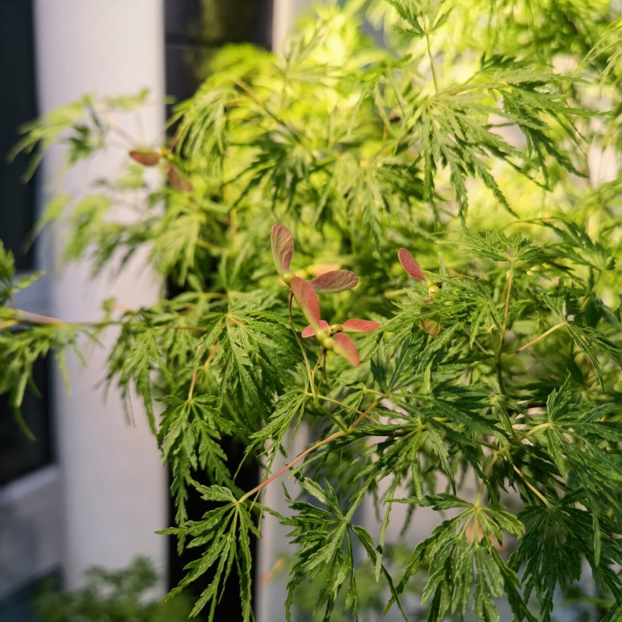 羽毛枫—青龙 一直迷恋羽毛枫的轻盈感,入手一颗,立即氛围感拉满.