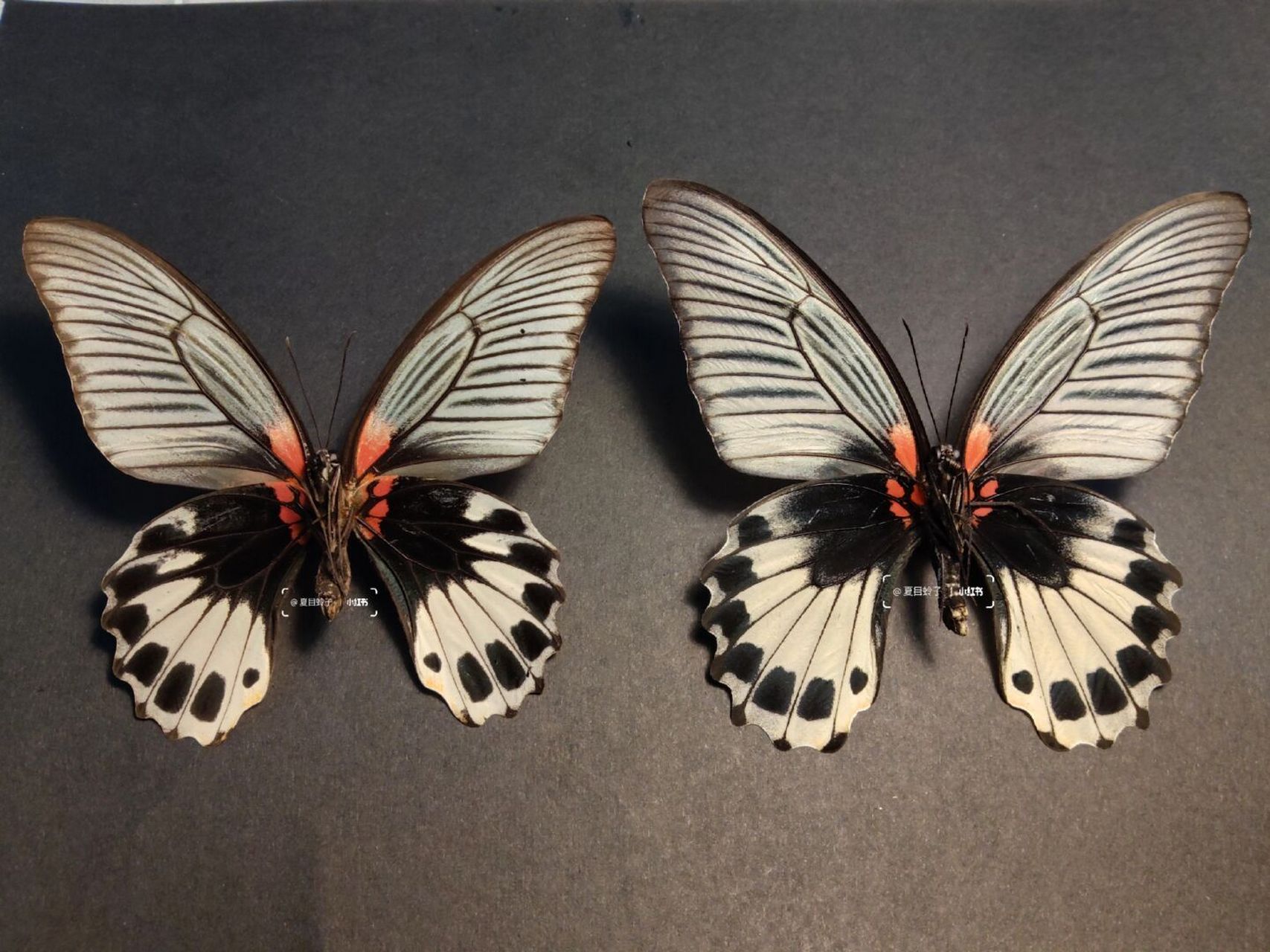 走进大自然# #稀有蝴蝶标本# #晒出我收藏的昆虫标本