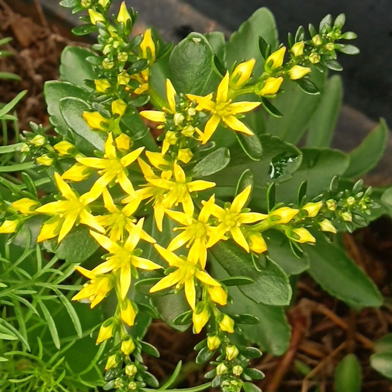 费菜,有着黄灿灿的五星花 费菜是蔷薇目,景天科,费菜属,多年生草本