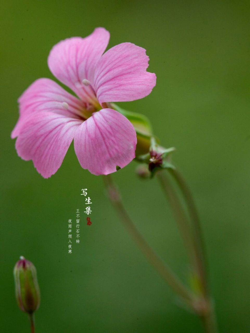 王不留行|写生集|本草纲目 王不留行石不转, 夜雨声烦入夜寒.