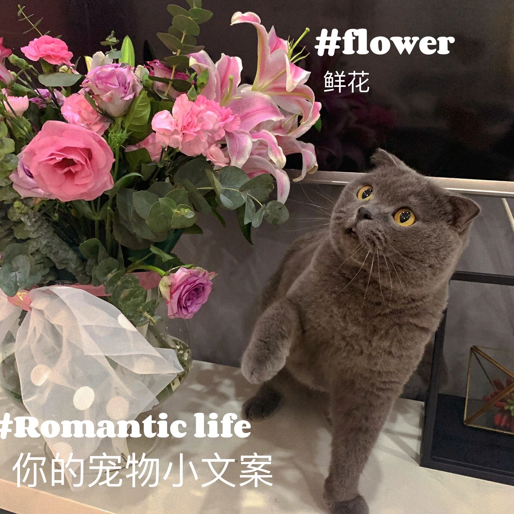 治愈的宠物小文案