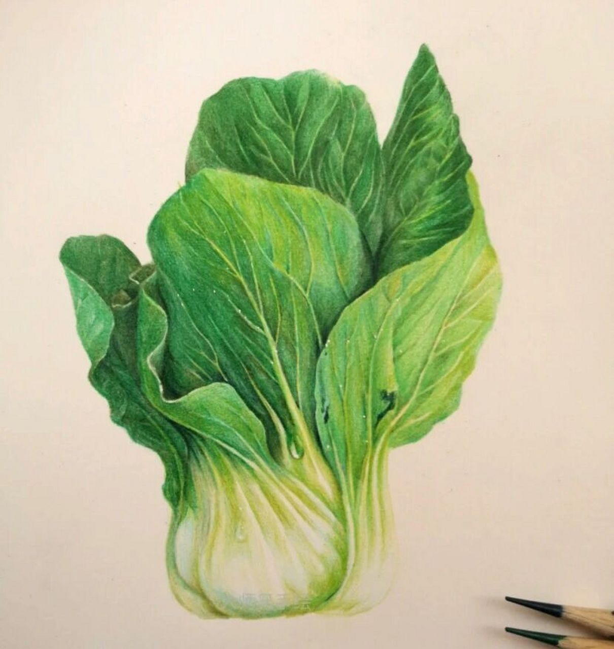 学彩铅的第93天-白菜02