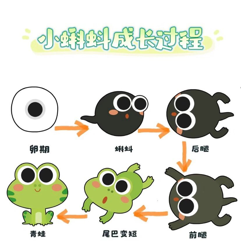 小蝌蚪成长过程