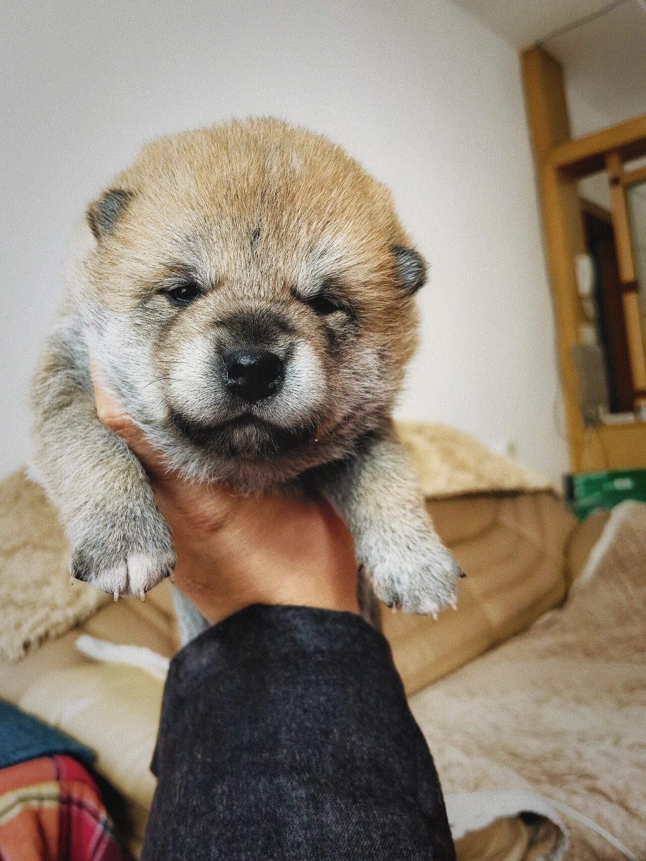 柴犬幼崽毛色变化图图片