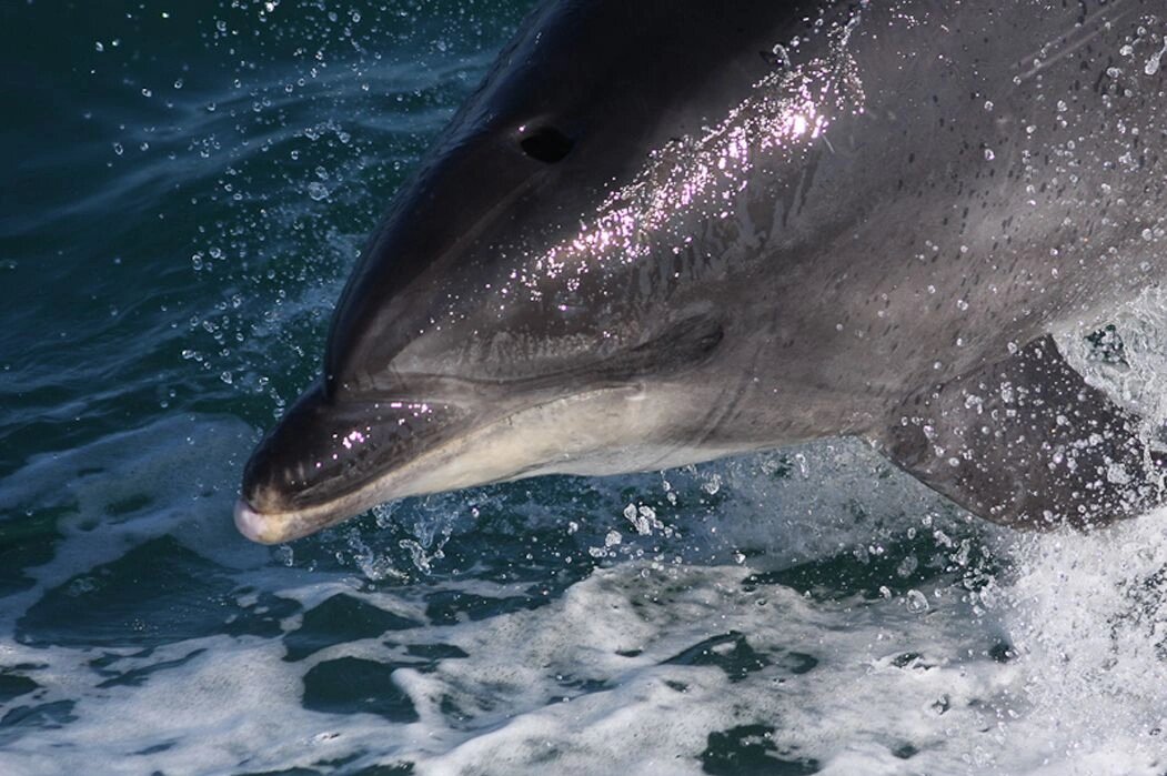 世界最可爱动物排行第八名——宽吻海豚