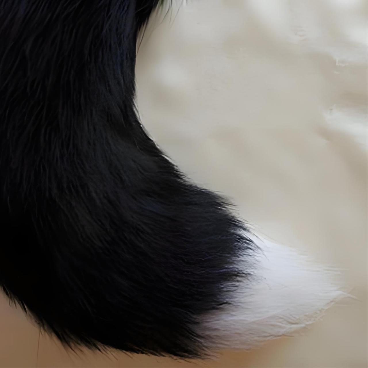 你不知道的猫咪——墨玉垂珠 墨玉垂珠,其外貌特征主要表现为全身均为