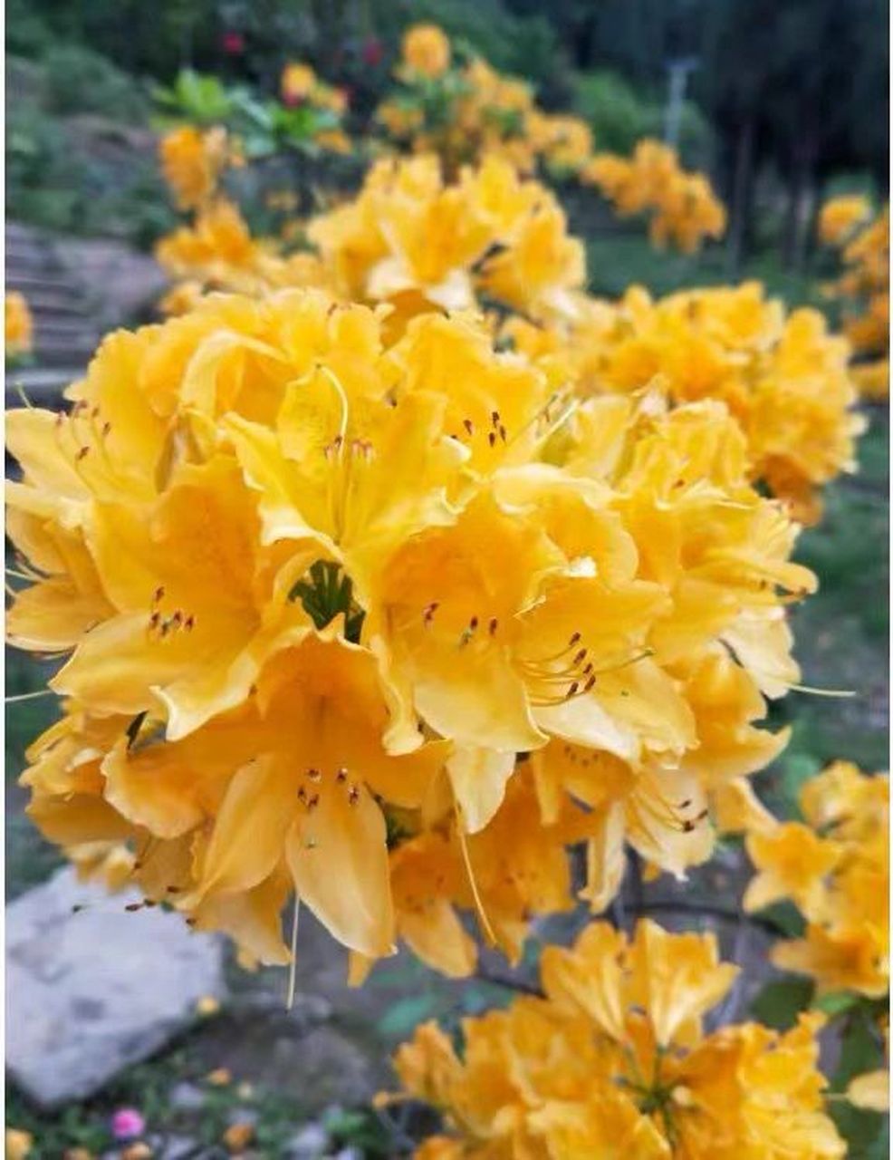 今日识花|羊踯躅黄花杜鹃 杜鹃花科,羊踯躅,因叶较大,密被灰白色微柔