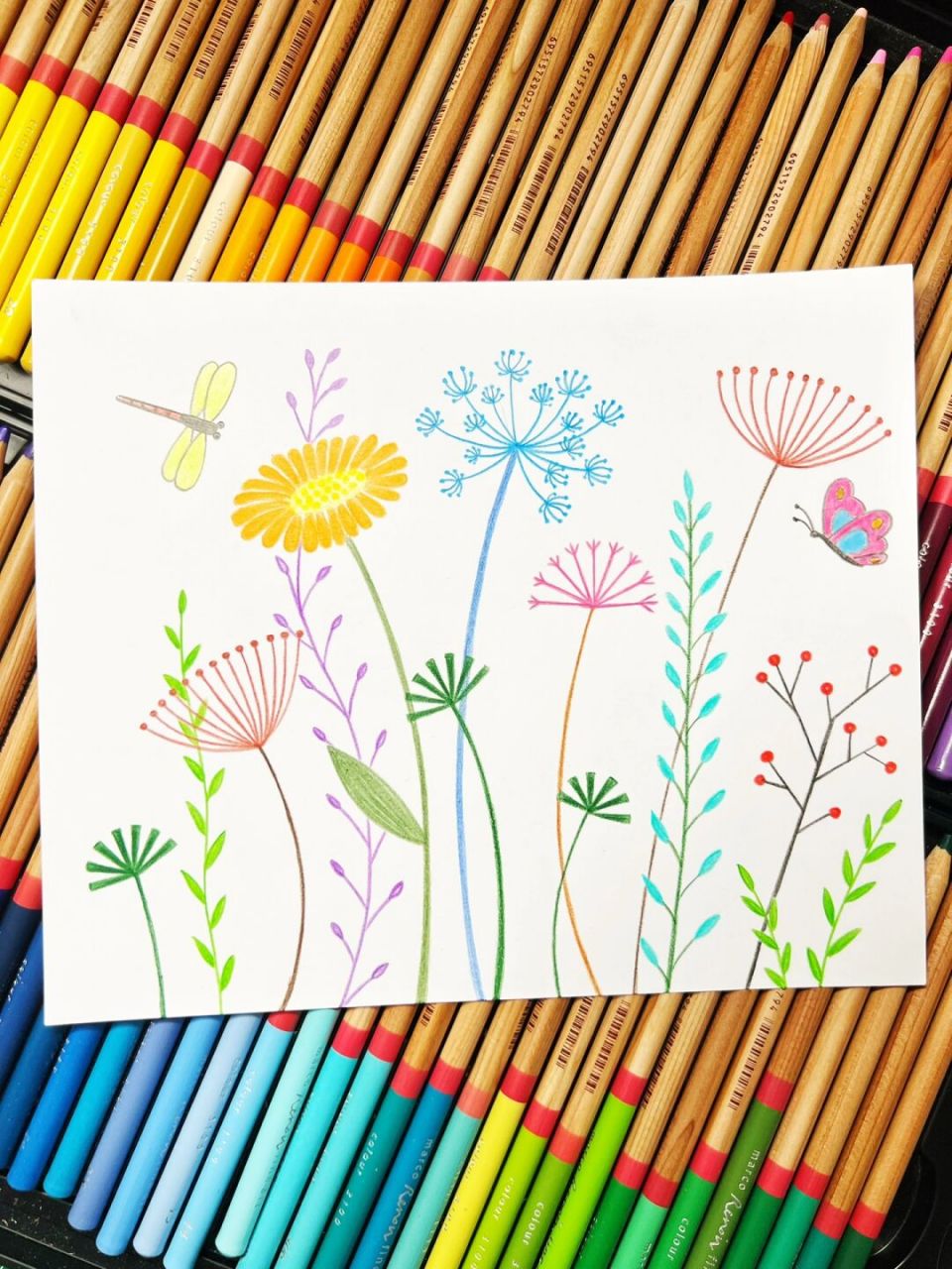 花花草草简笔画(彩铅画.