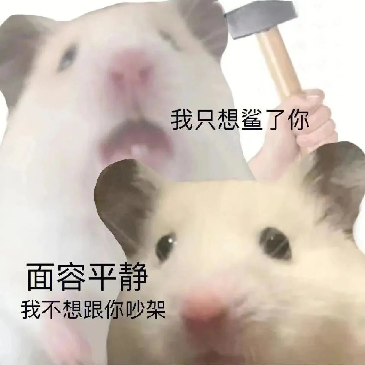 沙雕仓鼠表情包(1)