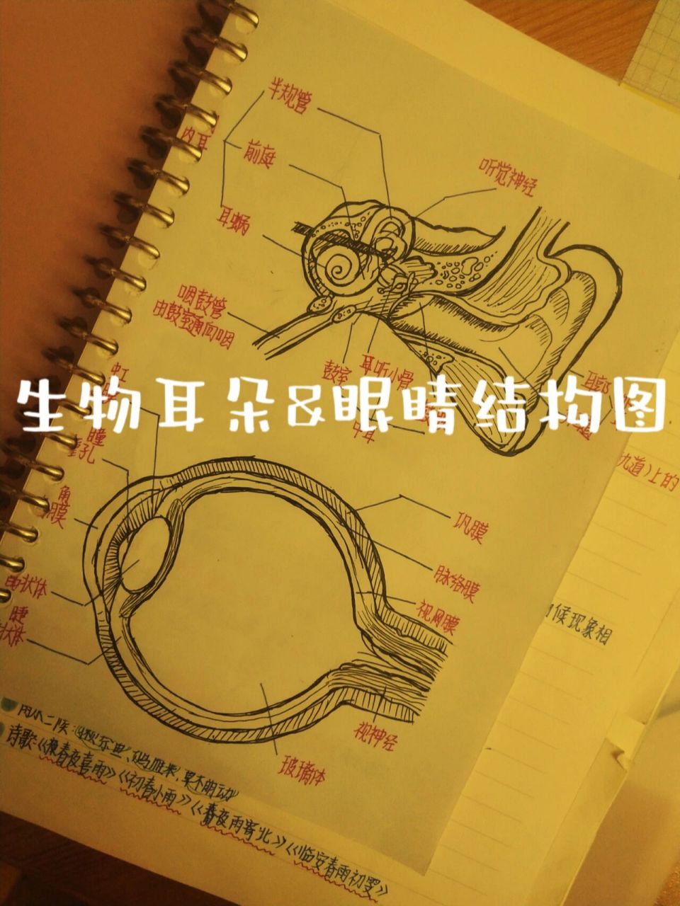 七年级下学期生物耳朵&眼睛结构图 ヾ(^▽^*)))