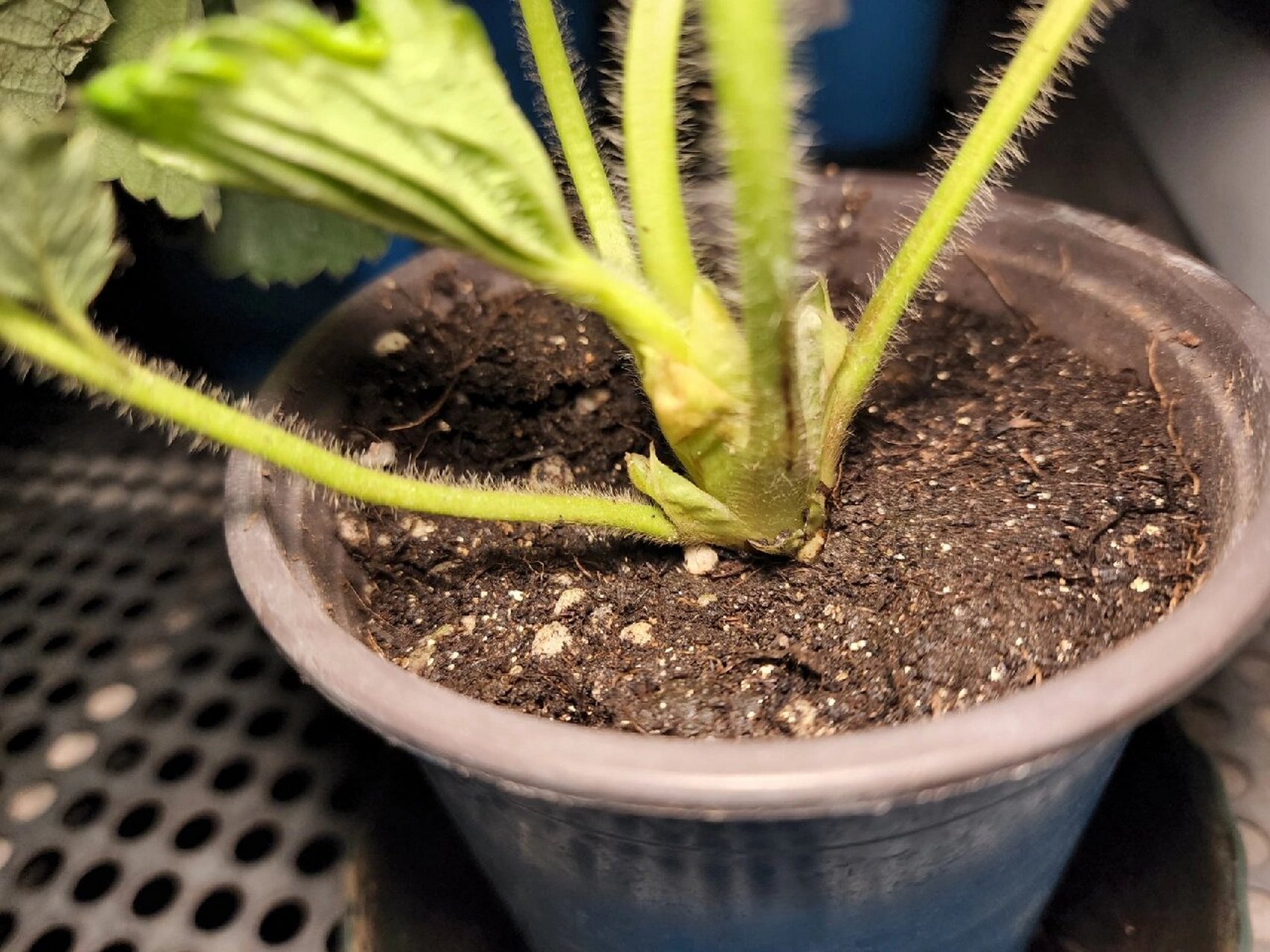 如何鉴定购买的草莓苗是不是新苗就看芯 新购入四盆草莓苗缓苗,壮大下