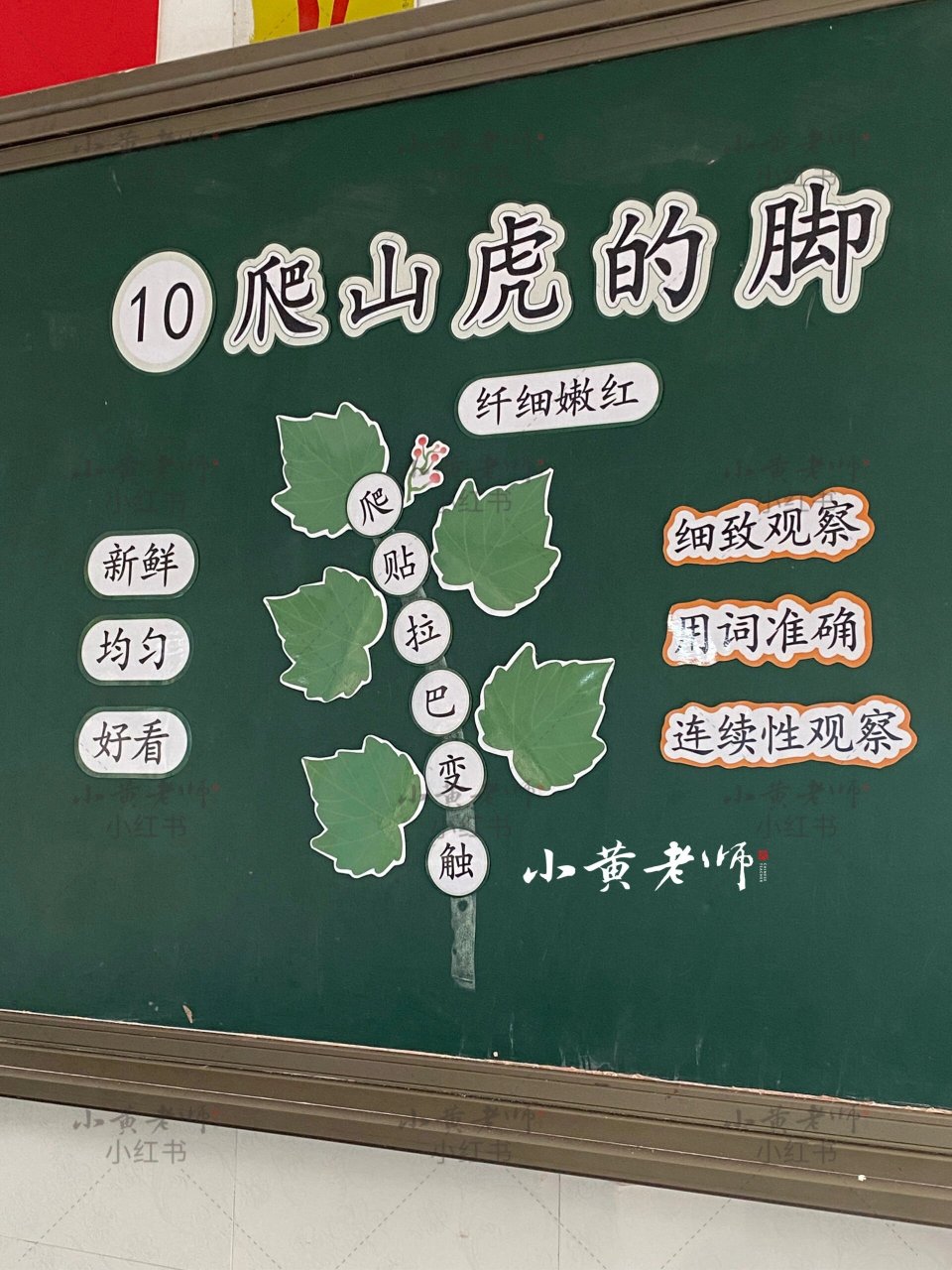 《爬山虎的脚》板书设计 为了上《爬山虎的脚》这节公开课准备的板贴