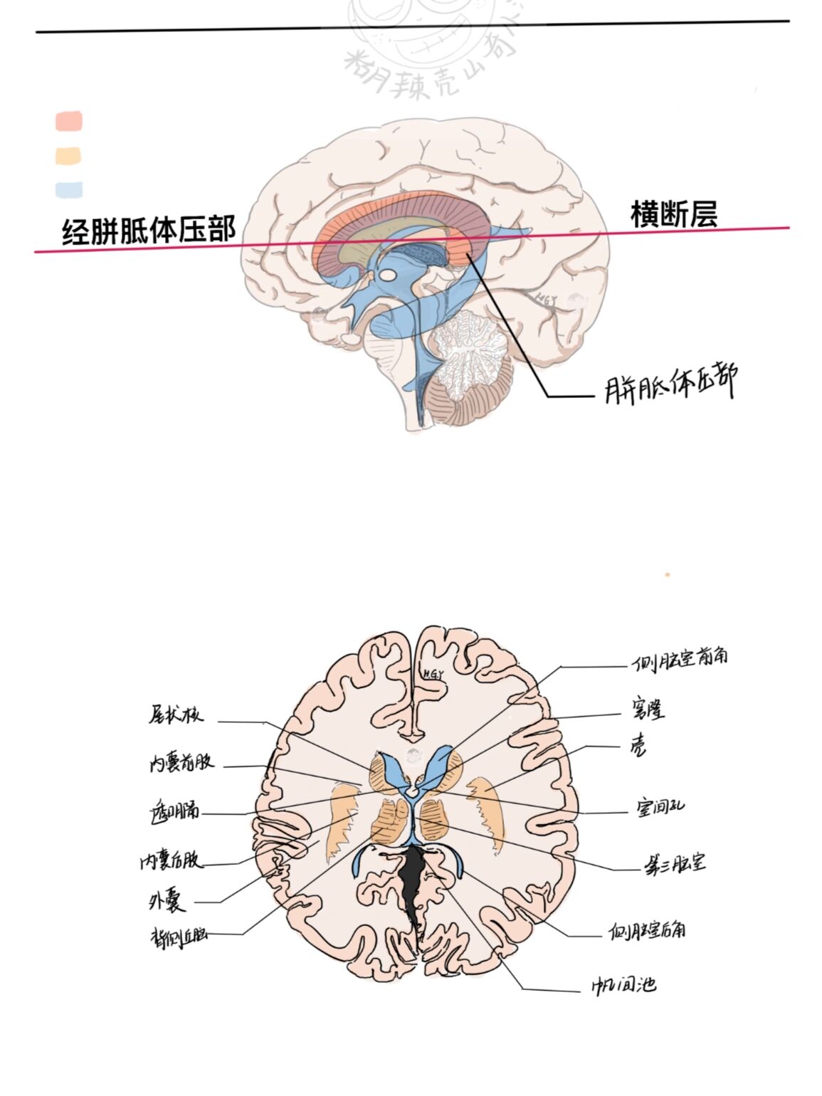 脑室系统(临摹) 仅供参考