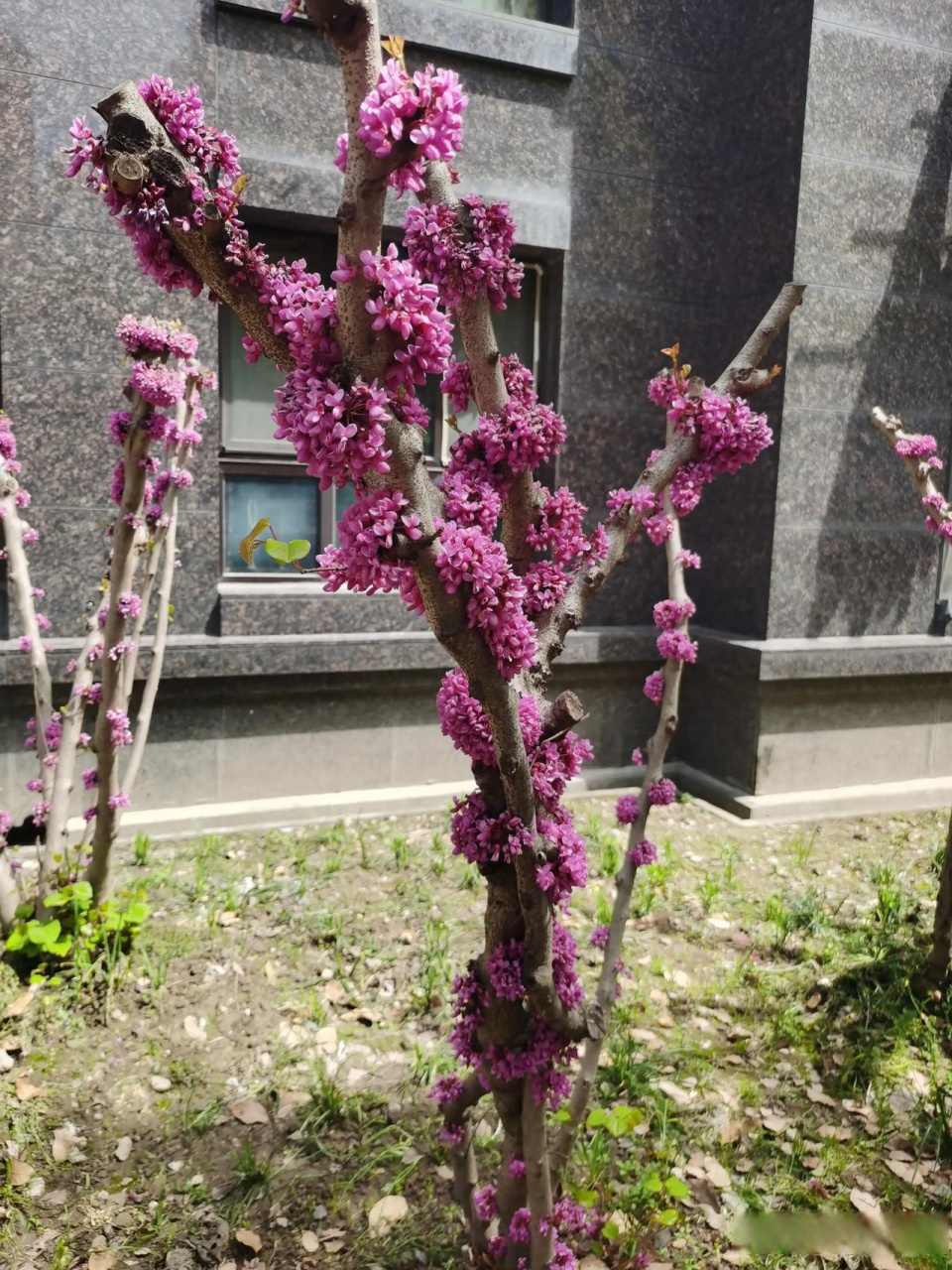 枯树开花,奇怪的造型