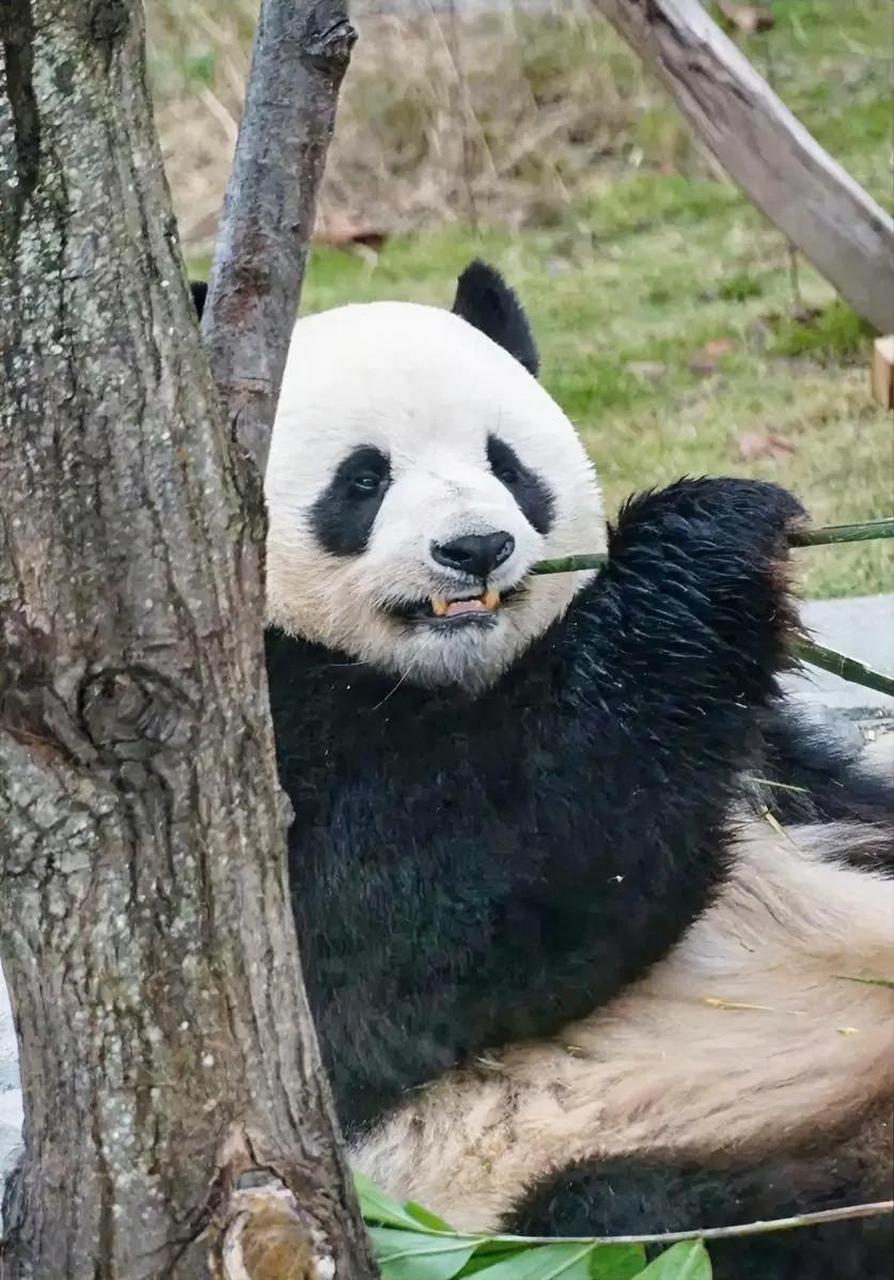 清风是大熊猫龙欣的儿子,它出生于2007年,它的妈妈是龙欣,它在家里