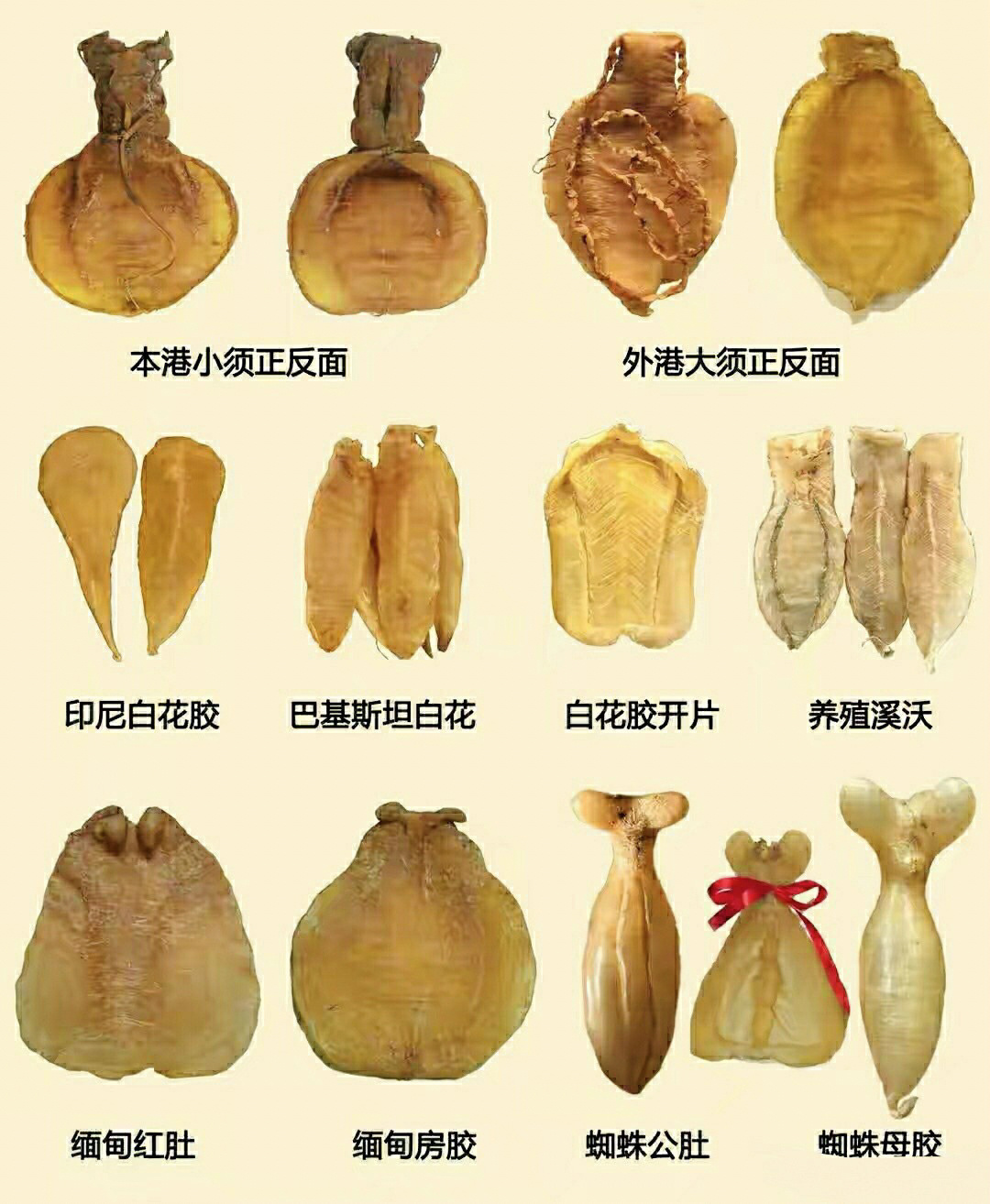 3张图片～教你辨别所有花胶的品种与产地 1台山赤嘴,是赤嘴鳘鱼胶的一