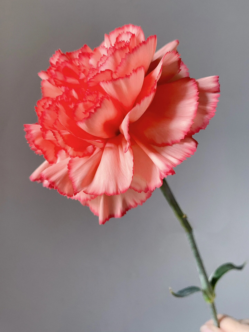 火焰——康乃馨 喜欢大花头的康乃馨