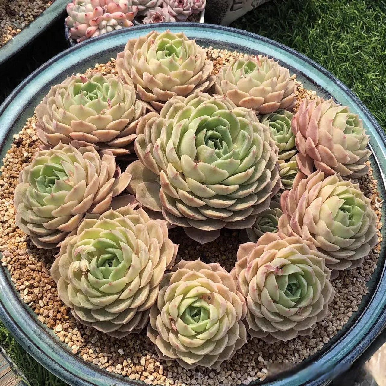 每天分享一种多肉 昂斯诺九宫格 单头的可能并不惊艳 但群生的 尤其