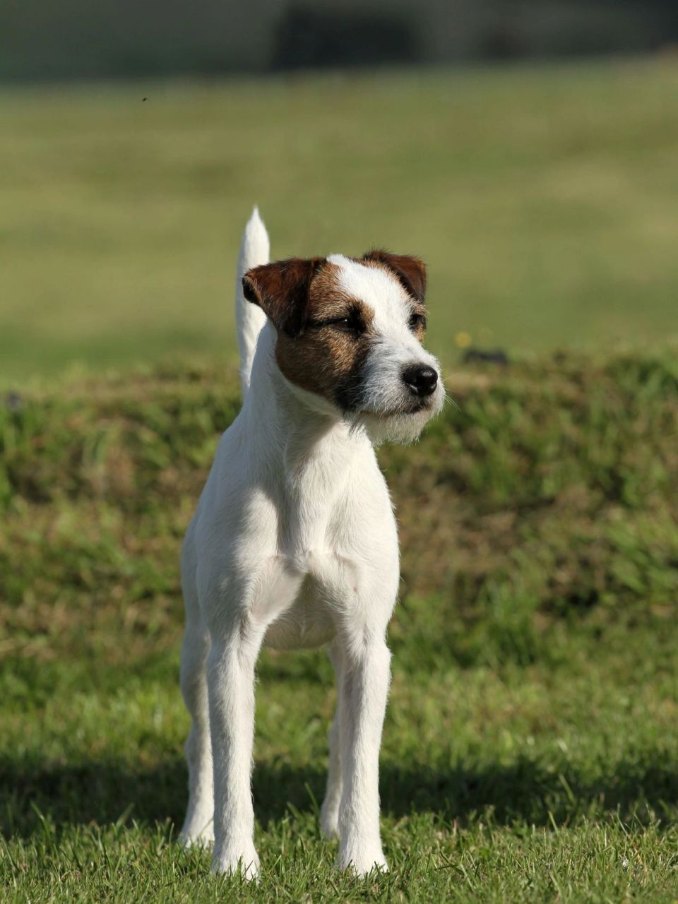 根据美国akc(american kennel club)记载,牧师罗素梗的名字来源于牧师
