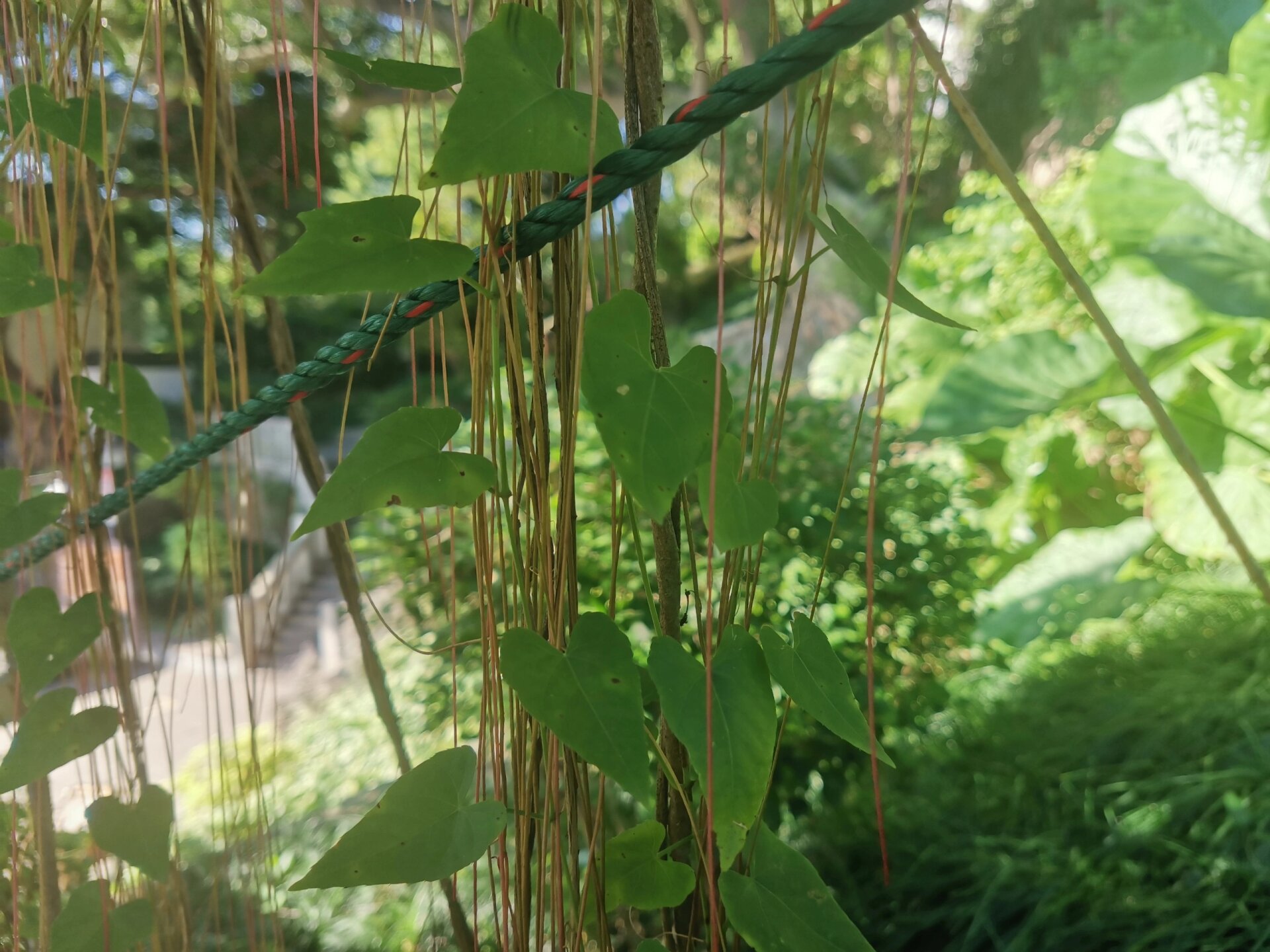 锦屏藤 在福州乌塔公园的一个出口处看到的,第一次见这种植物-锦屏藤