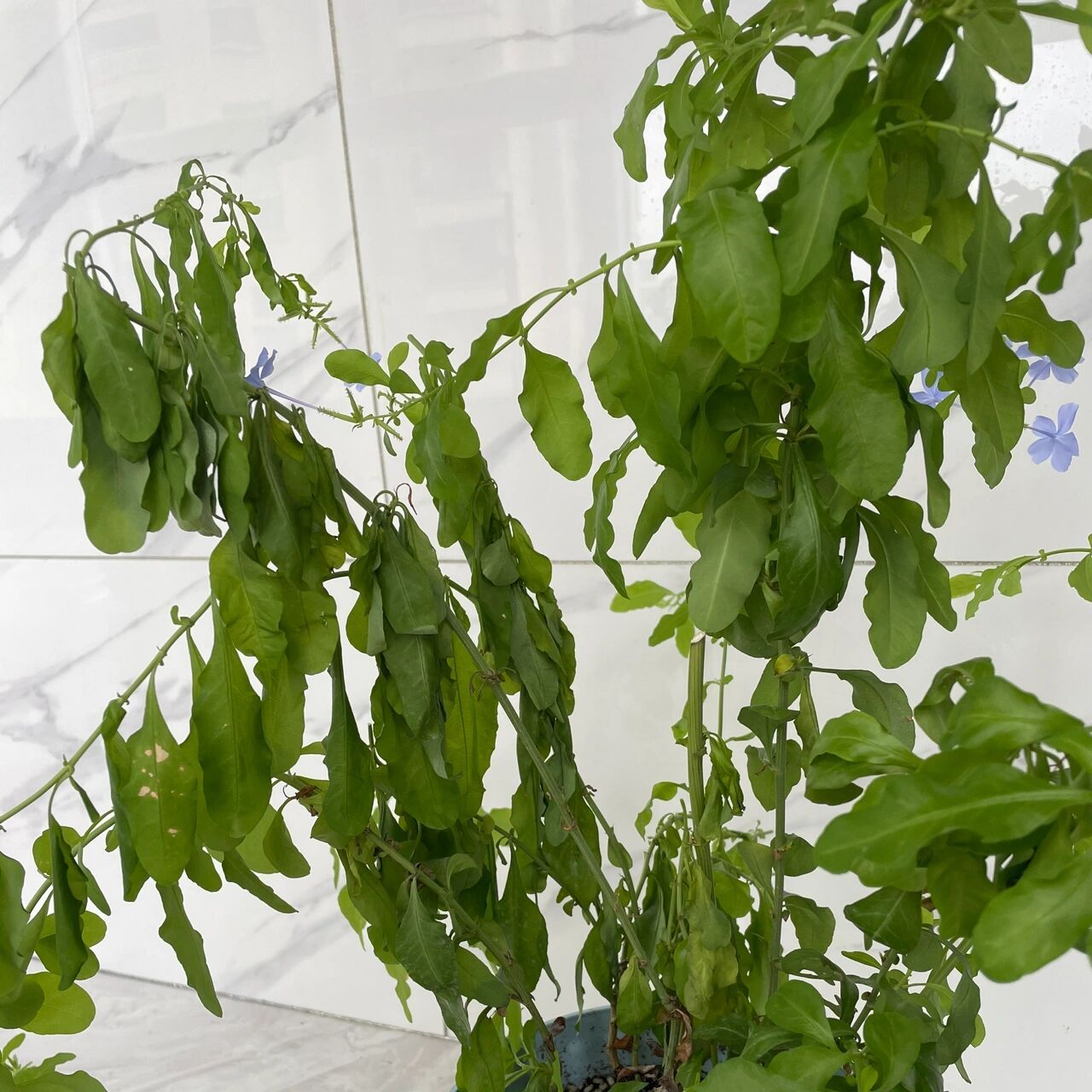 求助求助!蓝雪花叶子蔫了 只有这一株叶子耷拉着,其他都好好的!