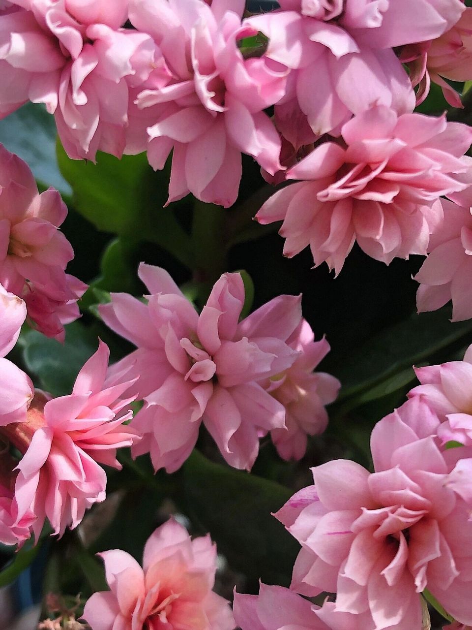 长寿花 人面桃花 真的很像桃花 太美啦95