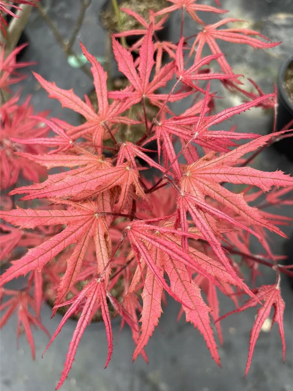 枫树品种|紫精灵 枫树品种:紫精灵 拉丁文:acer palmatum purple