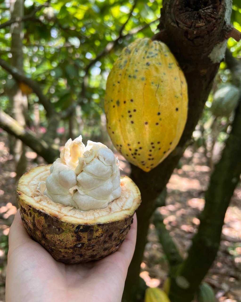 海南可可果种植园,我的可可果甜品灵感起源 这次趁年假去了海南兴隆的