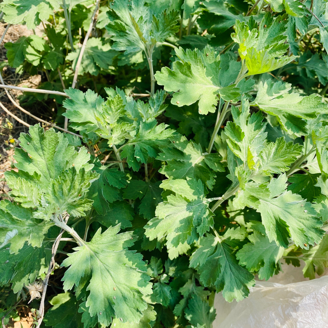 苦艾和甜艾的区别 艾草有两种 苦艾和甜艾 都具有药用价值 叶子胖的是