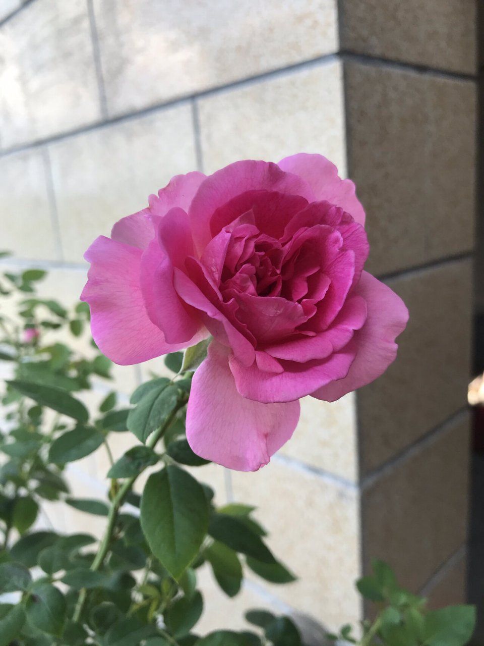 胭脂口红-戴尔巴德月季 很耐热的品种,在这个38度的天气,还能开这么大