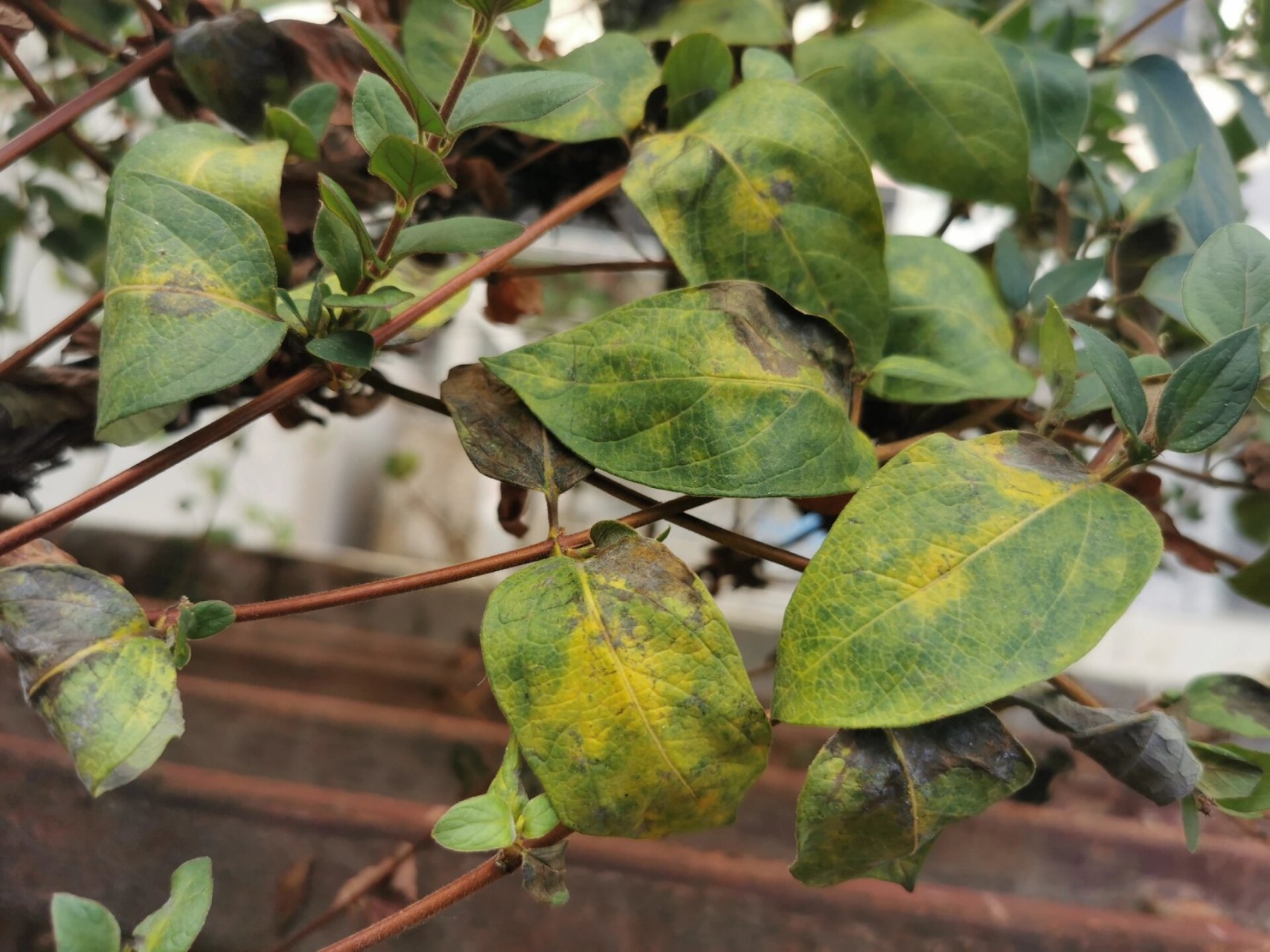 金银花枯萎掉叶 阳台种了十多年的金银花不知什么原因,5月份以来大