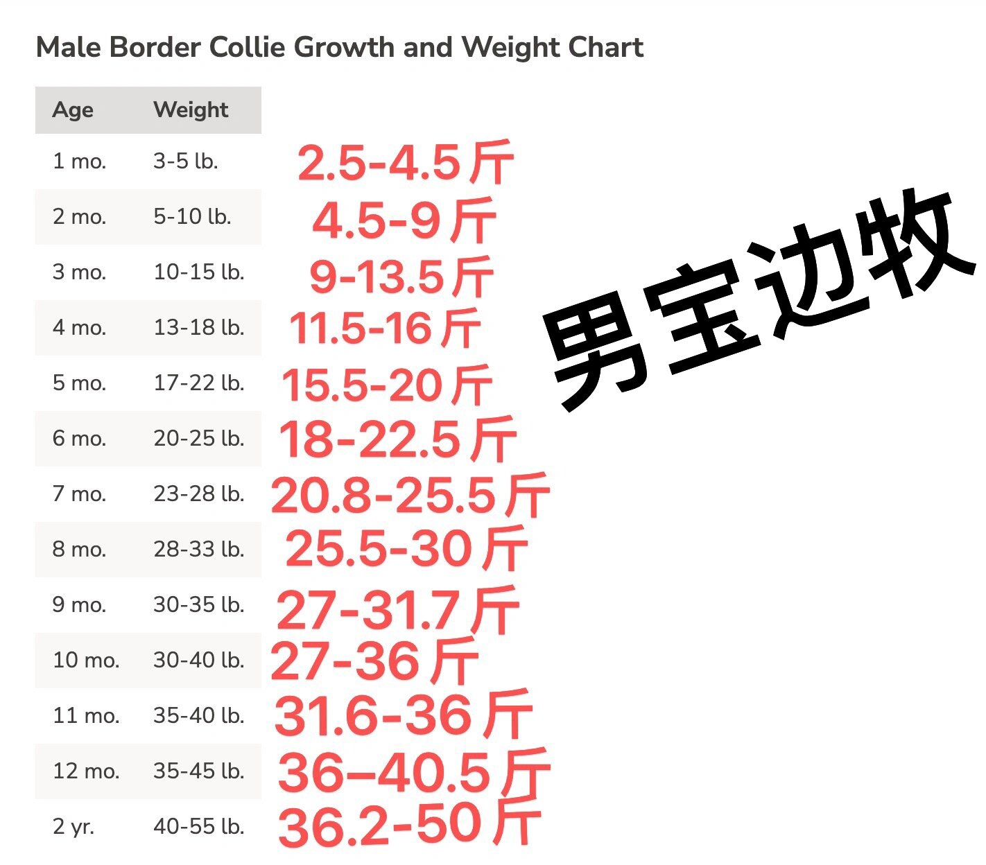 边牧年龄体重对照表图片