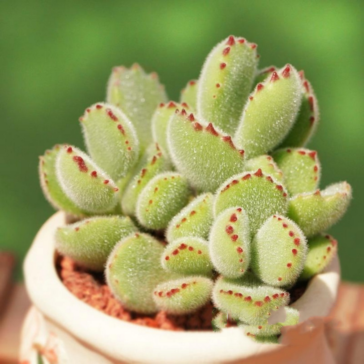 养熊童子掌握几个要点91满盆"熊手掌" 多肉一直都是大家比较喜欢的