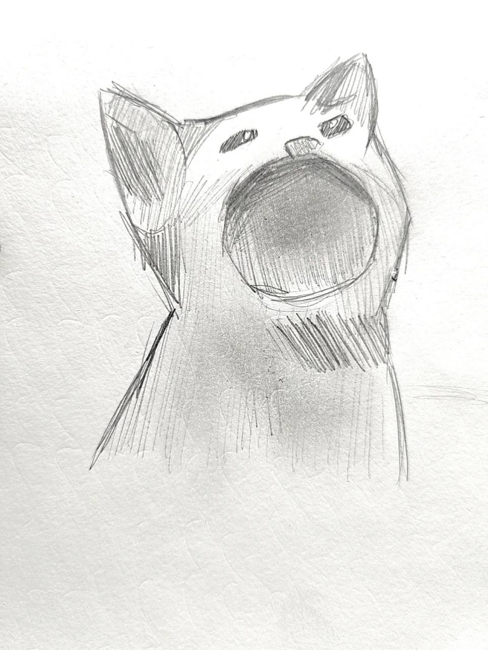 左滑看大嘴猫猫张嘴 它是怎么做到又奇怪又可爱的