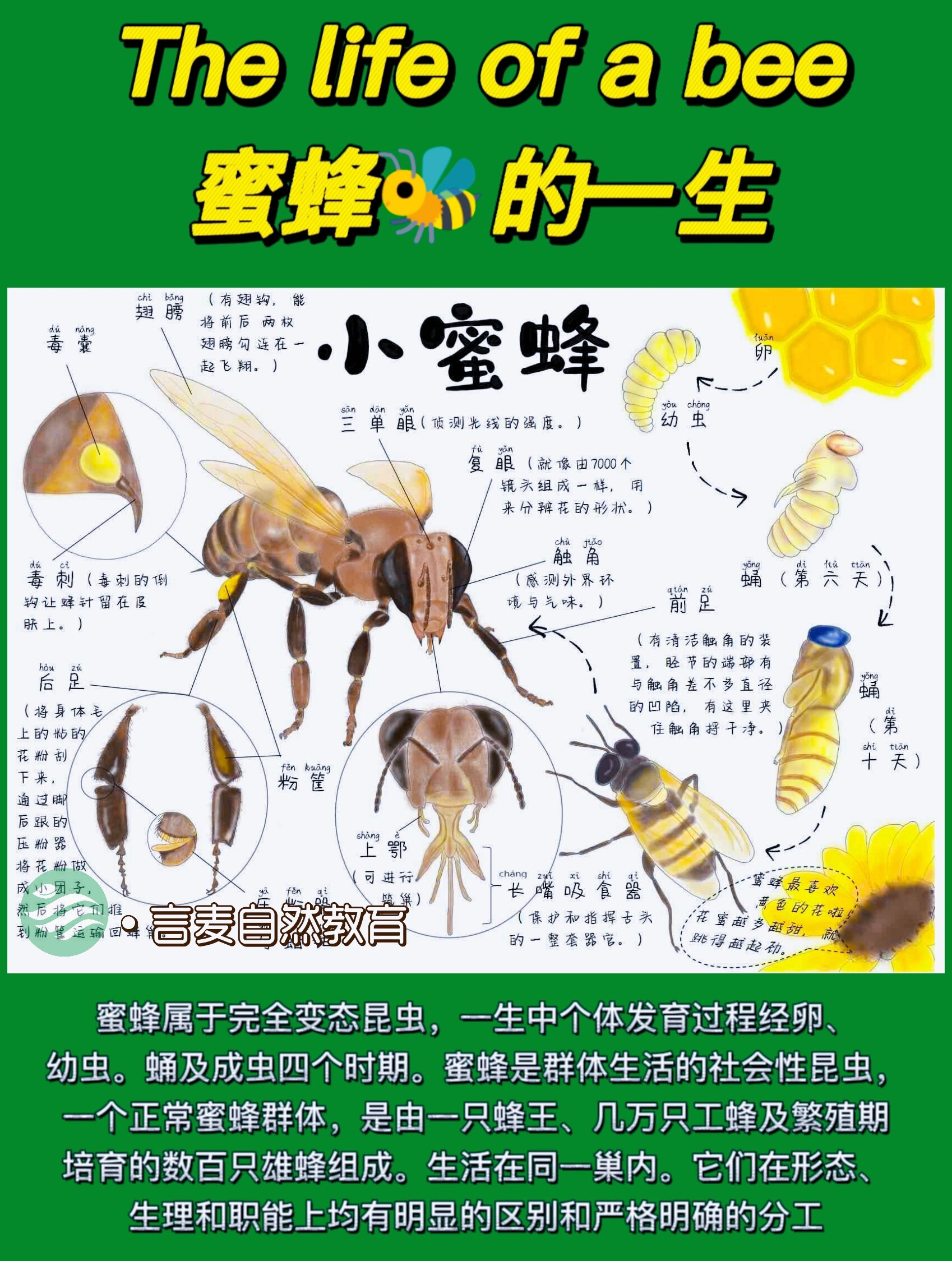 蜜蜂属于完全变态昆虫,一生中个体发育过程经卵,幼虫