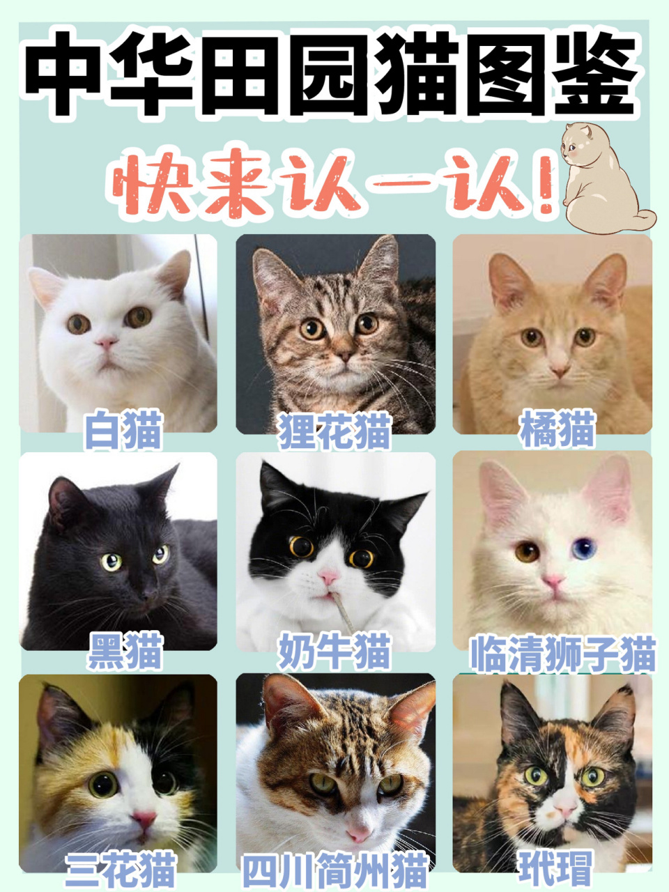 相信很多人对中华田园猫仅留在橘猫和狸花猫中,甚至有些小伙伴还以为