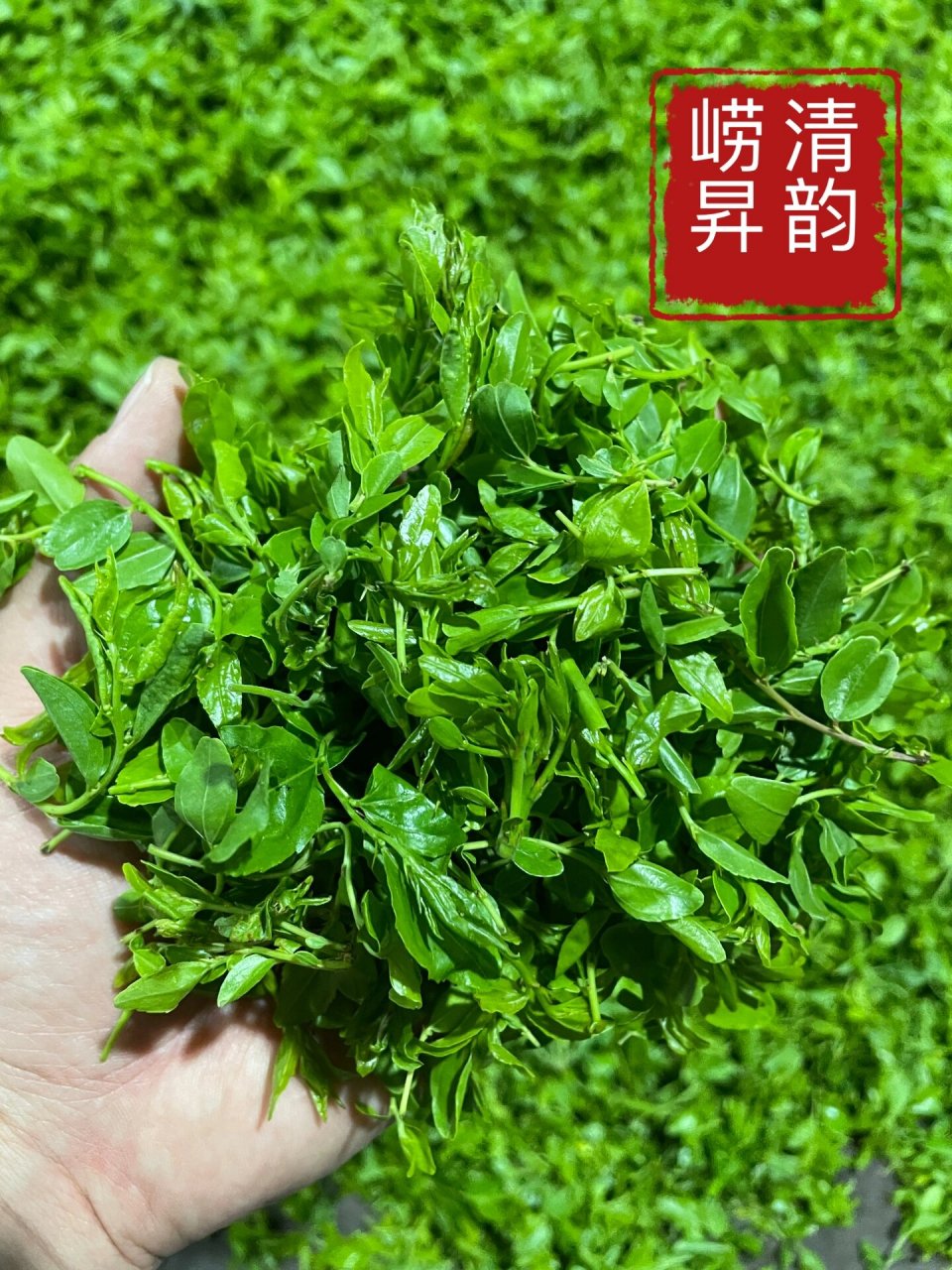 崂山野生茶特产 崂山野生茶又称"芊罗叶"95通俗来讲是我们所熟知的