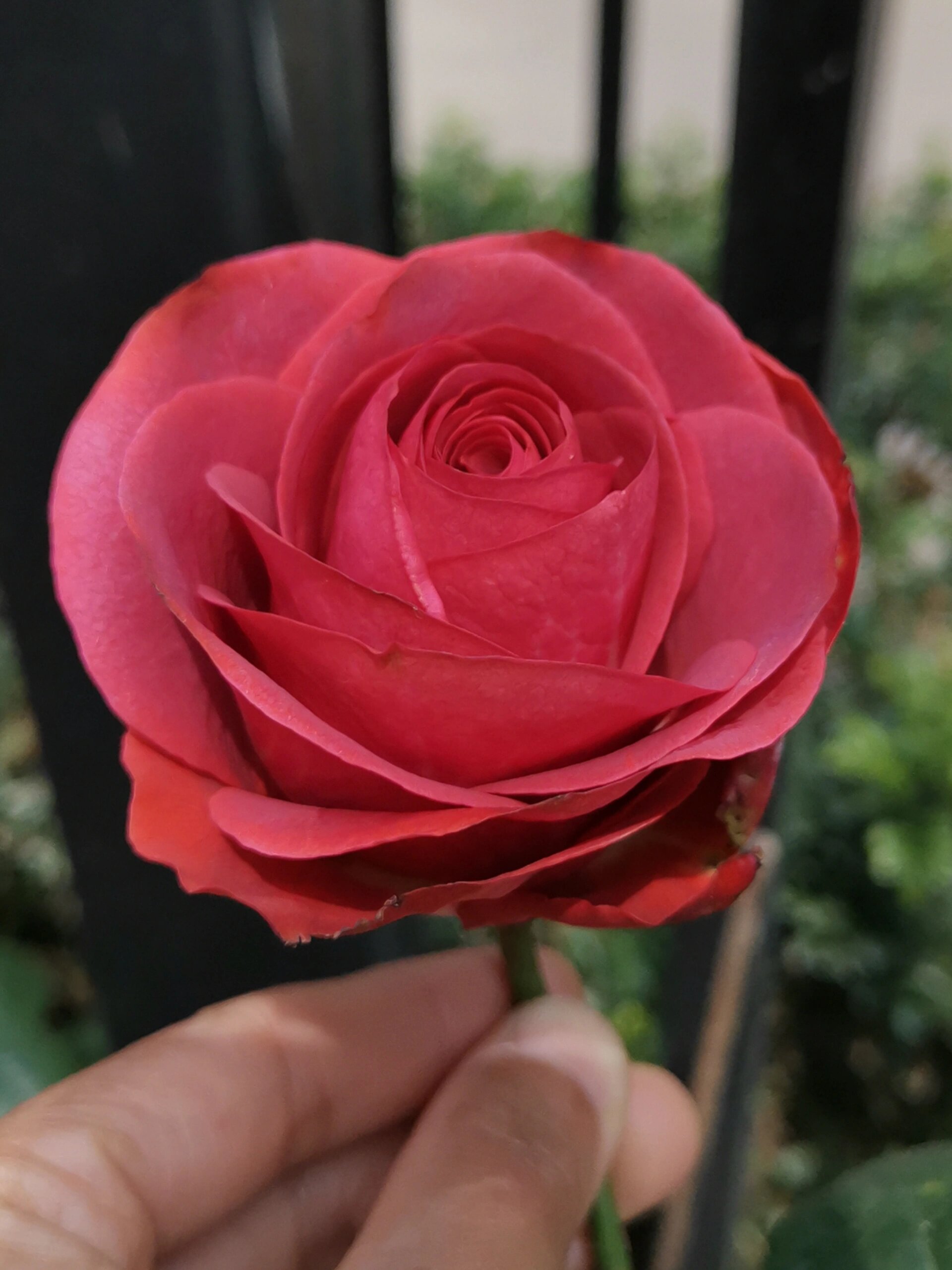 月季:伊萨瓜 我感觉伊萨瓜就是恩多拉,二者从植株,叶片,花型,花色上看