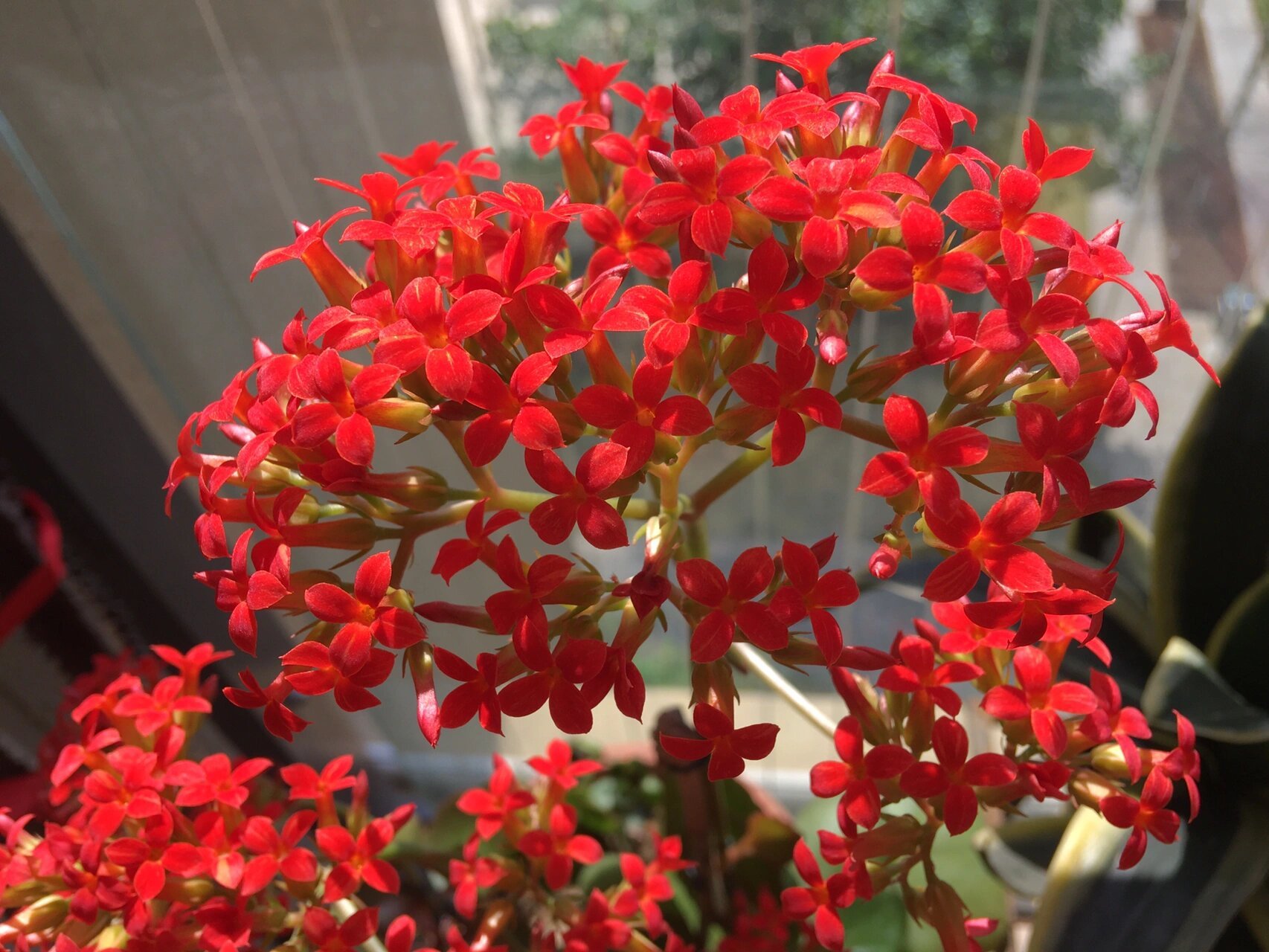 阳台上的大叶凤尾长寿花 这么小的花儿也能美得让人惊叹真是赏心悦目