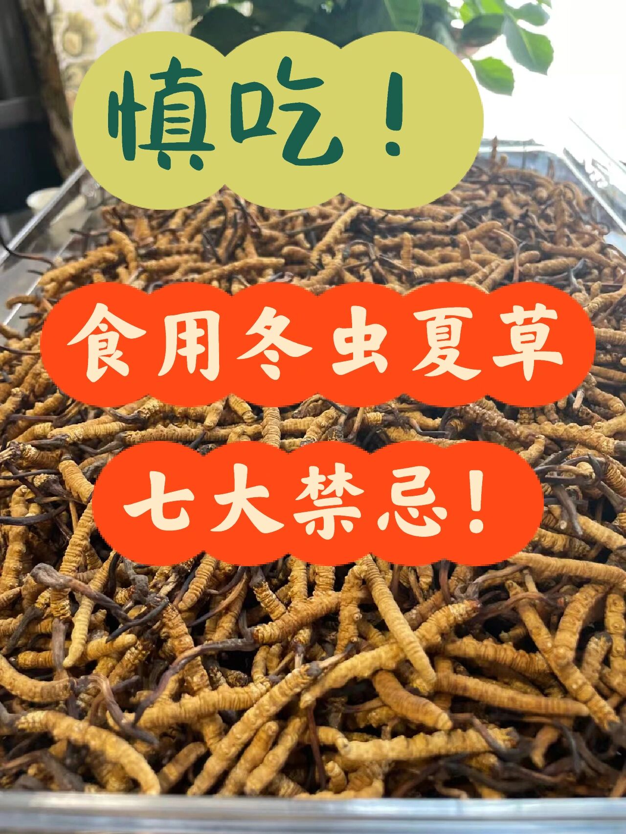 冬虫夏草的功效很强大,很多朋友都买回去增强体质