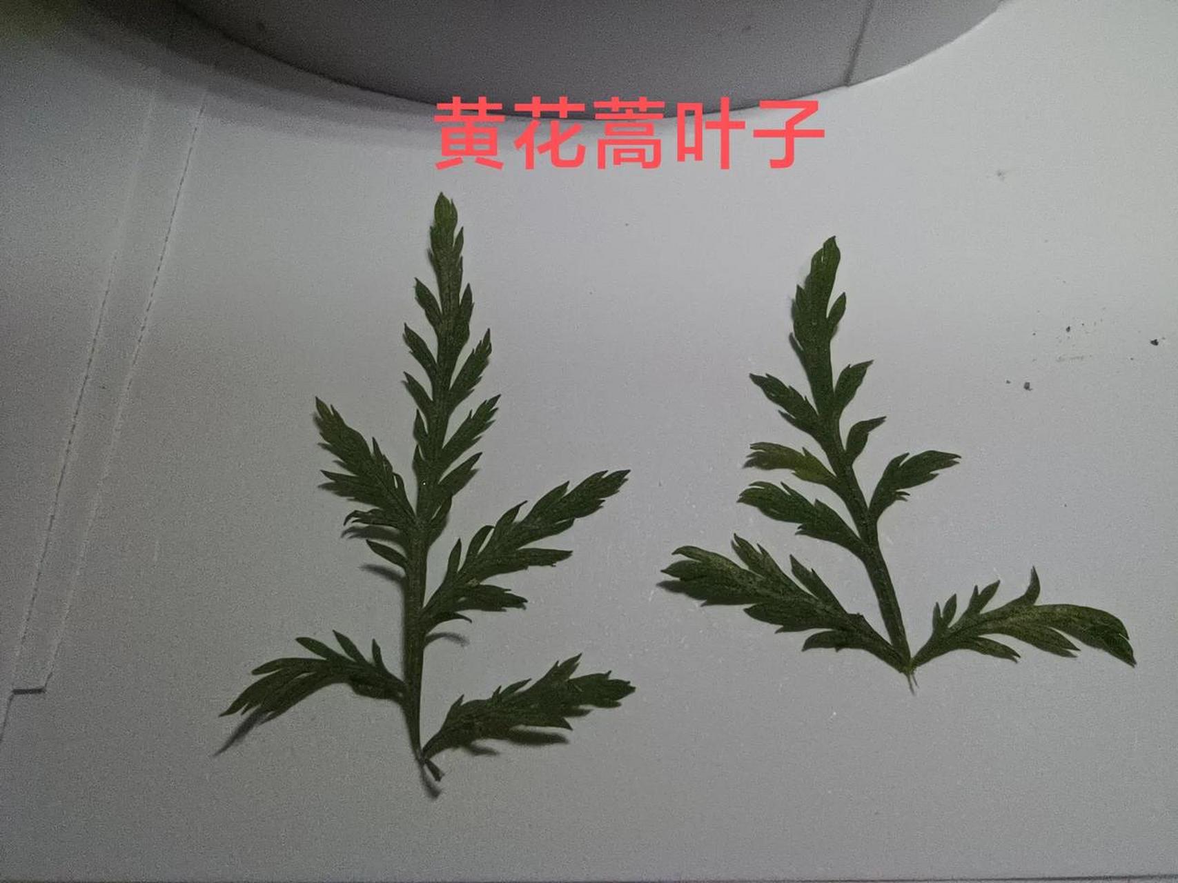 青蒿与黄花蒿的区别图片