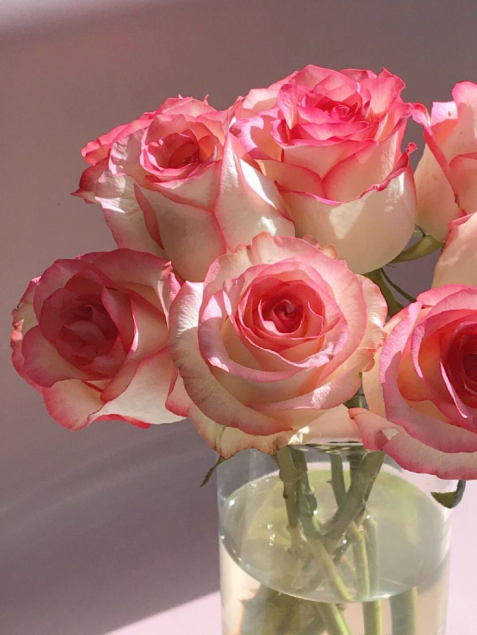 爱人表白,闺蜜生日到处都有艾莎玫瑰的身影.