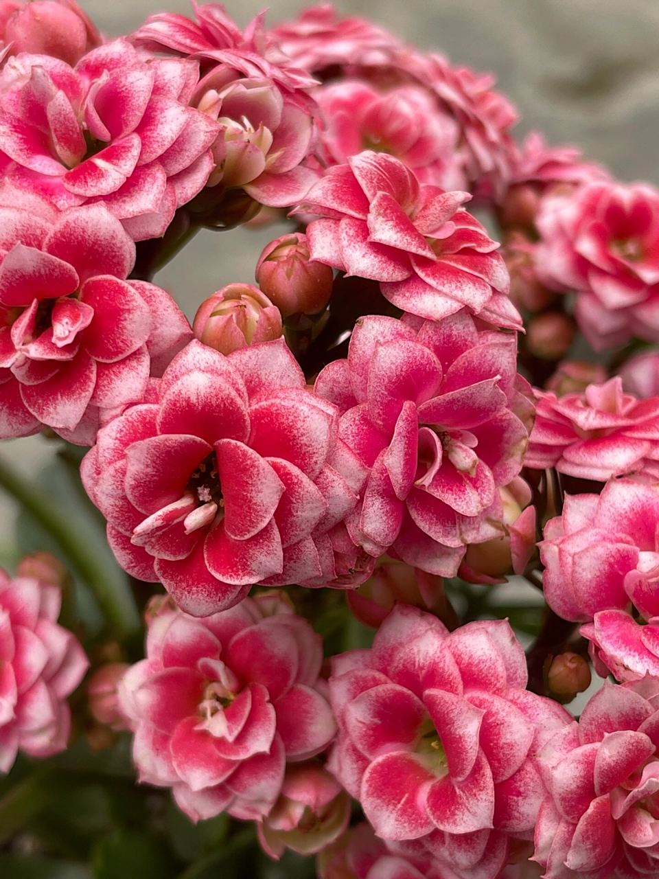 长寿花:鸳鸯锦.